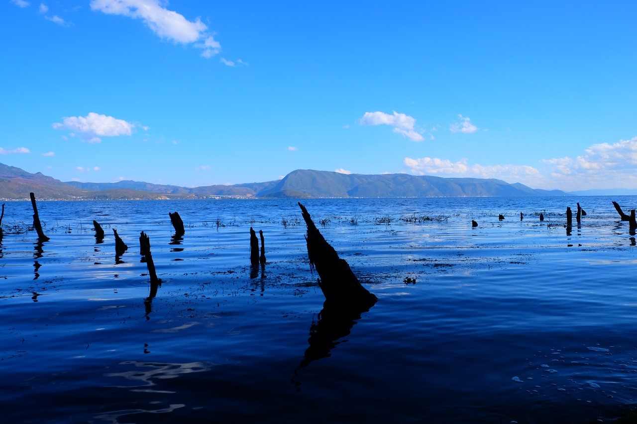Dead trees in a lake with mountains in the background HD Wallpaper