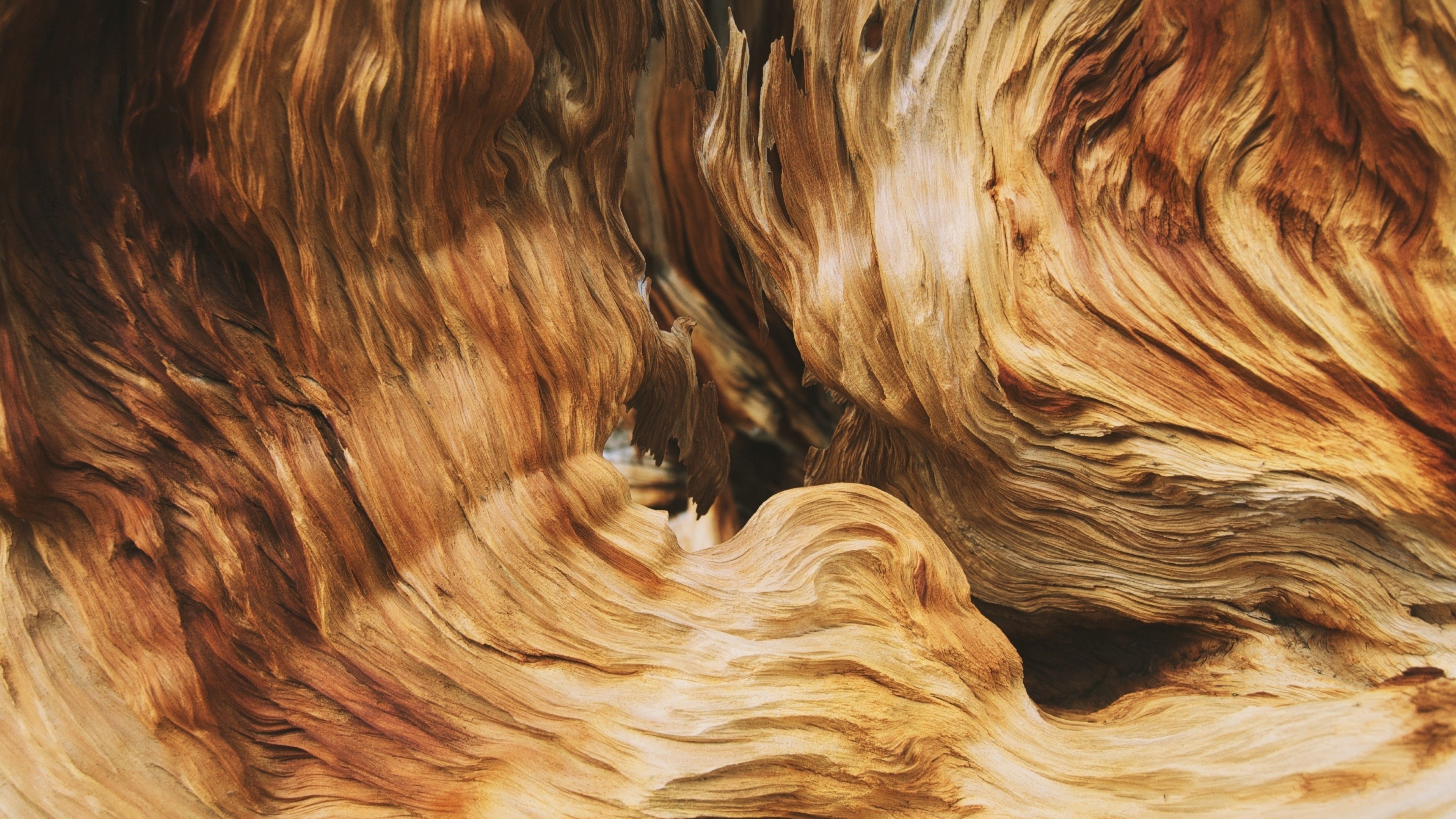 4K Macro Abstract Wood Texture HD Wallpaper