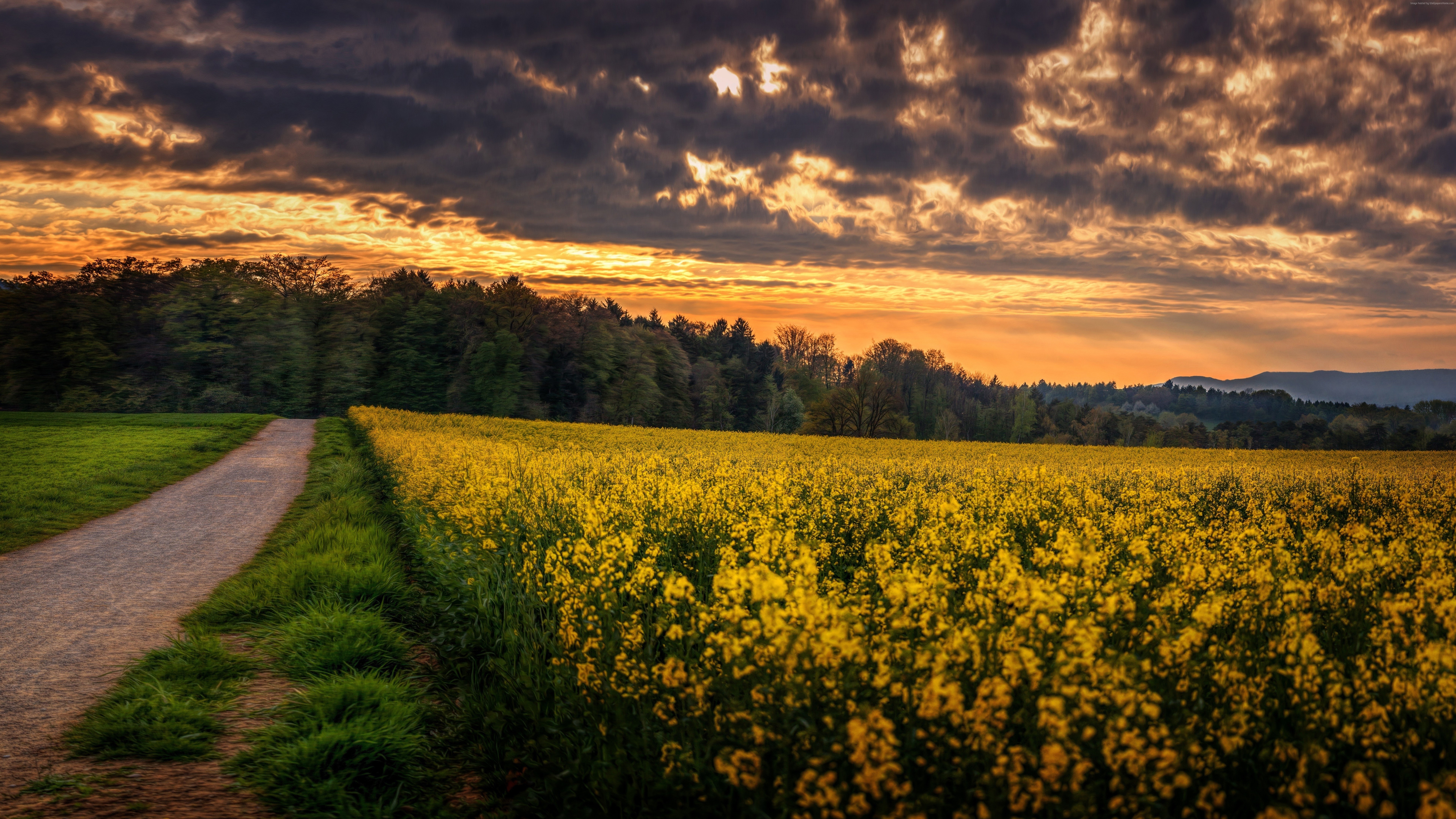 Yellow field and road at sunset with clouds HD Wallpaper