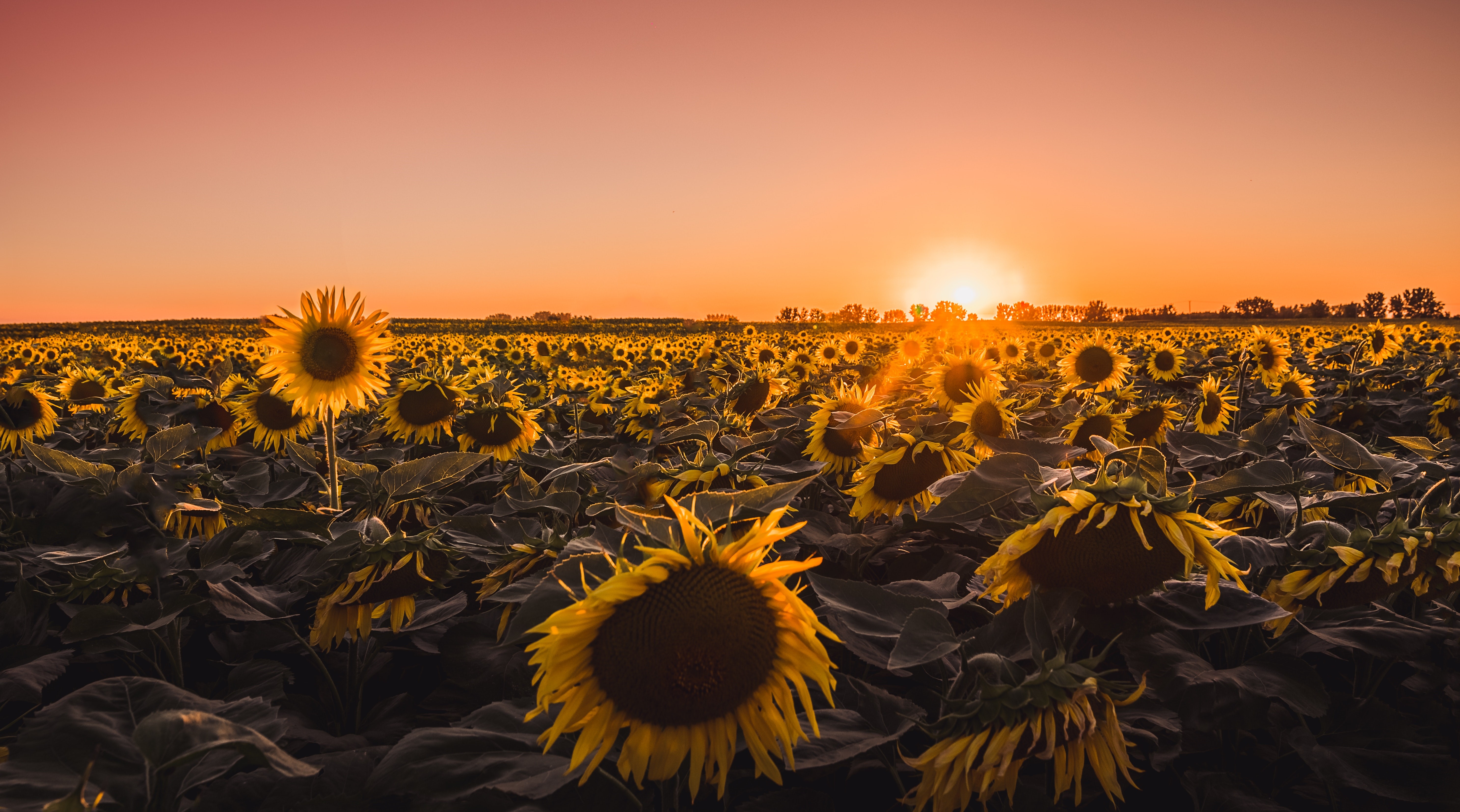 4K Sunset over a Field of Sunflowers HD Wallpaper