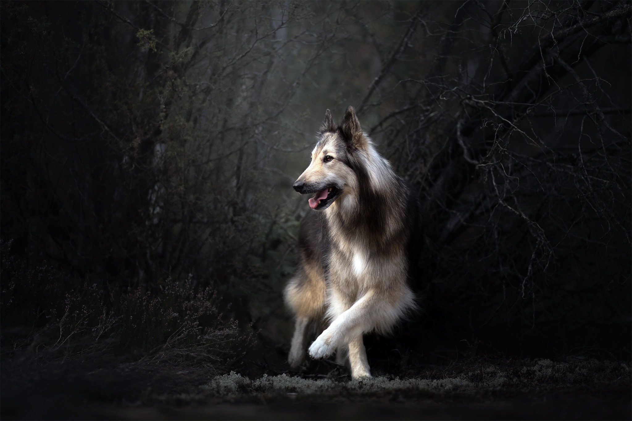 A dog standing in a dark forest HD Wallpaper