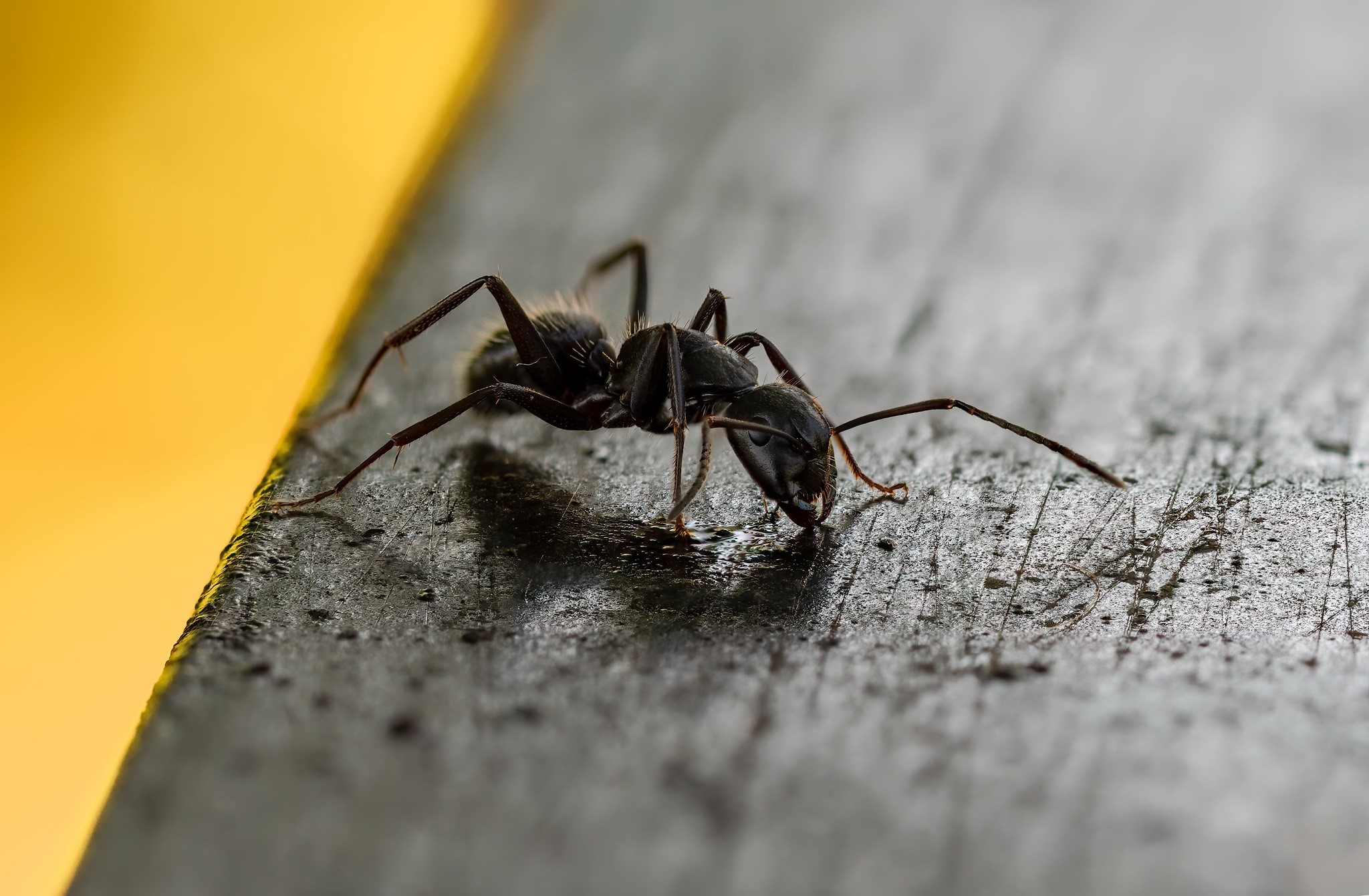 Macro shot of a black ant on a textured surface HD Wallpaper