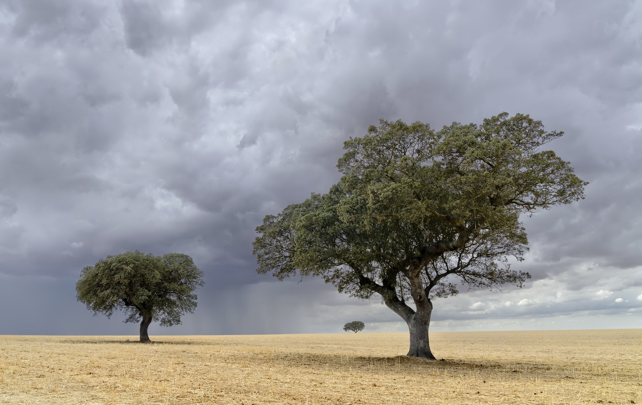 Trees in a field under a stormy sky HD Wallpaper