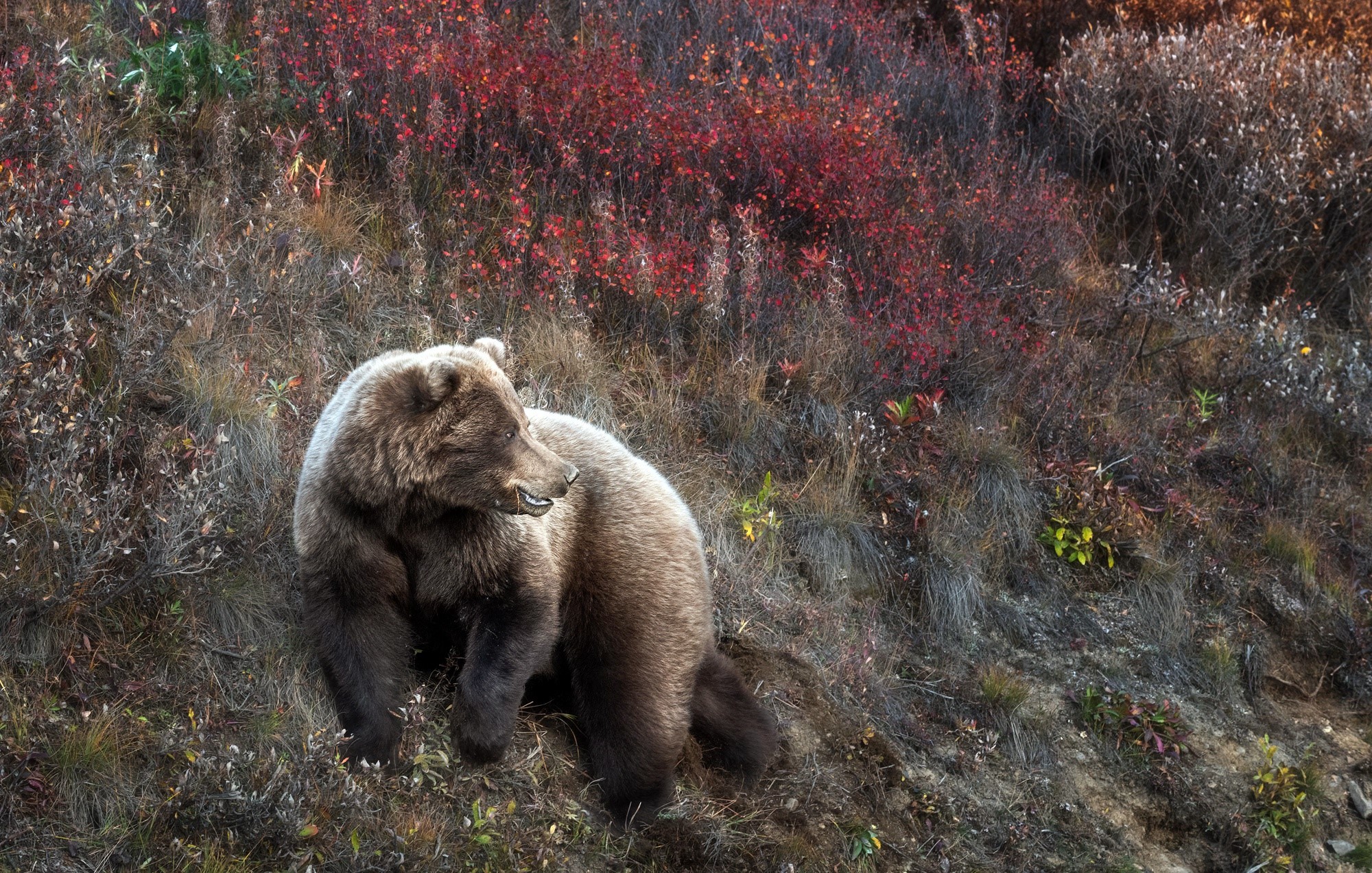 Brown bear in autumn foliage HD Wallpaper
