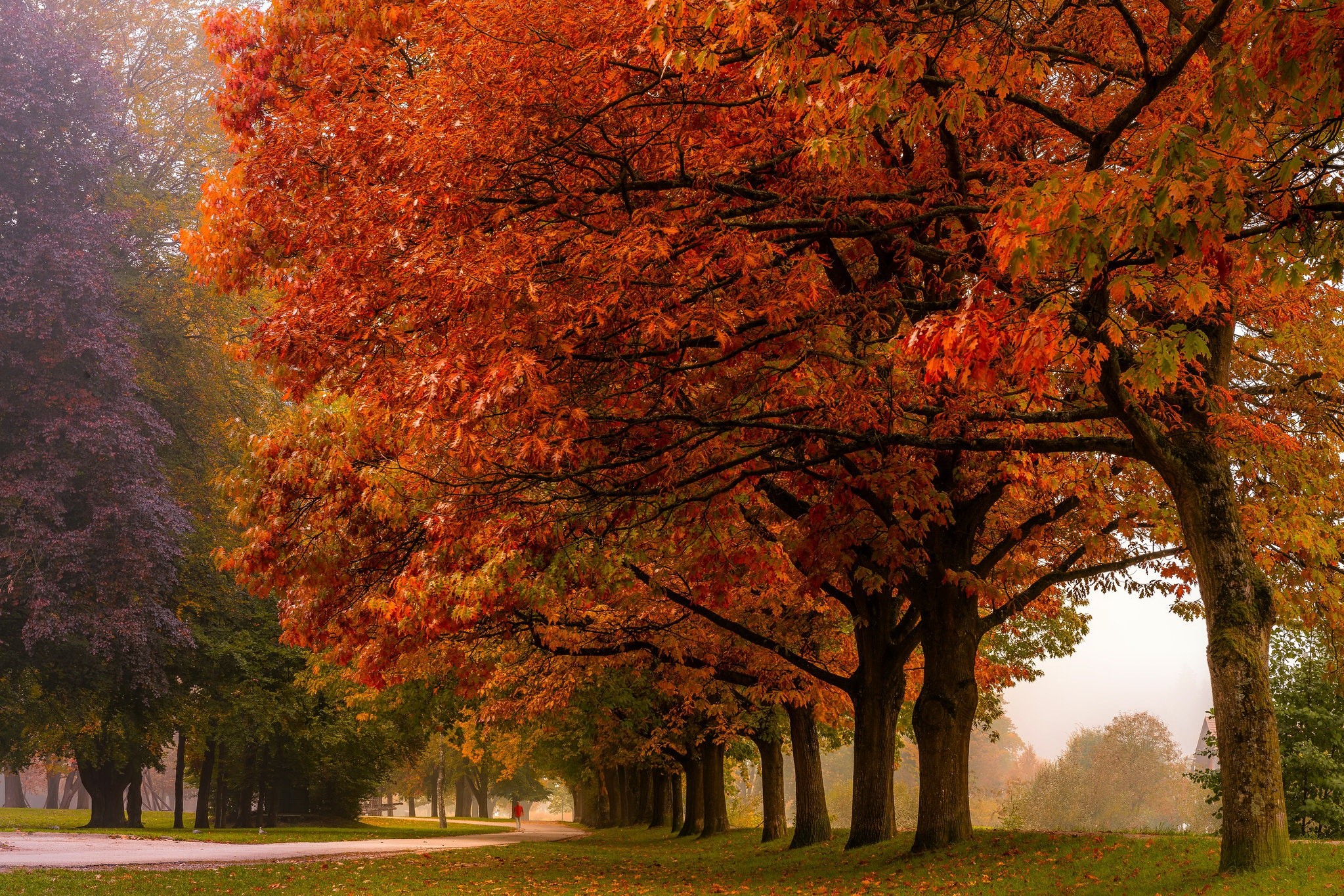 Autumn trees line a park path with fallen leaves HD Wallpaper