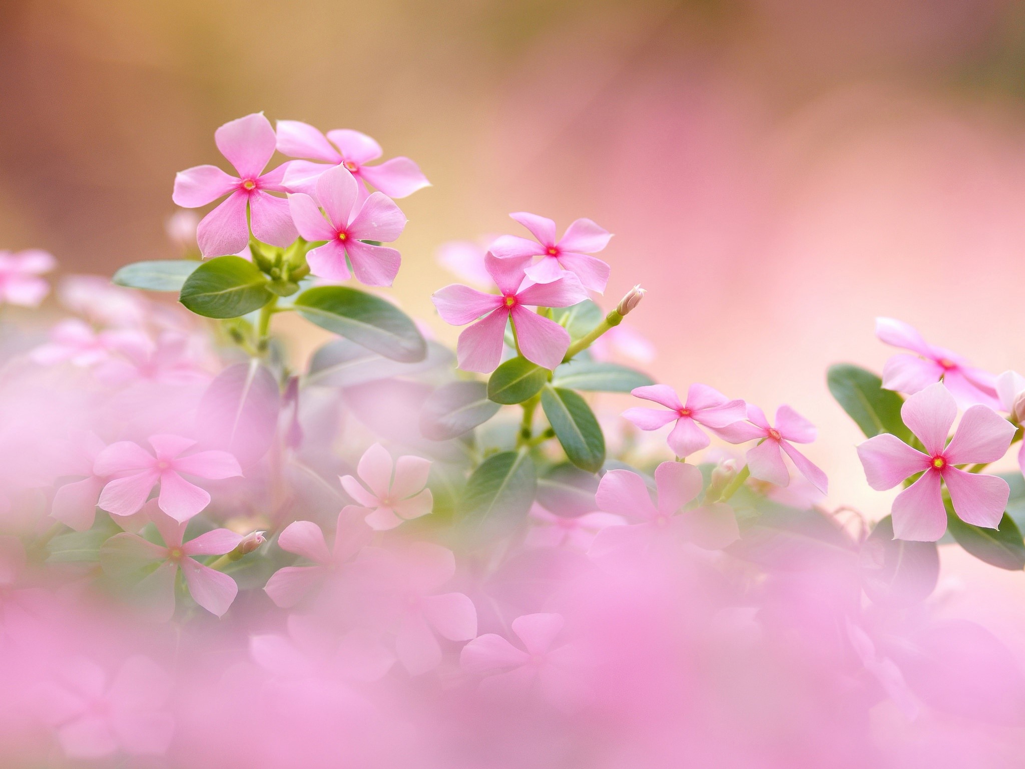 Pink Vinca flowers with green leaves HD Wallpaper