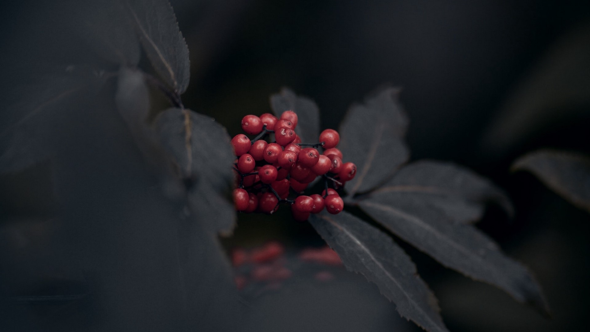 Cluster of red berries on a dark leafy plant HD Wallpaper