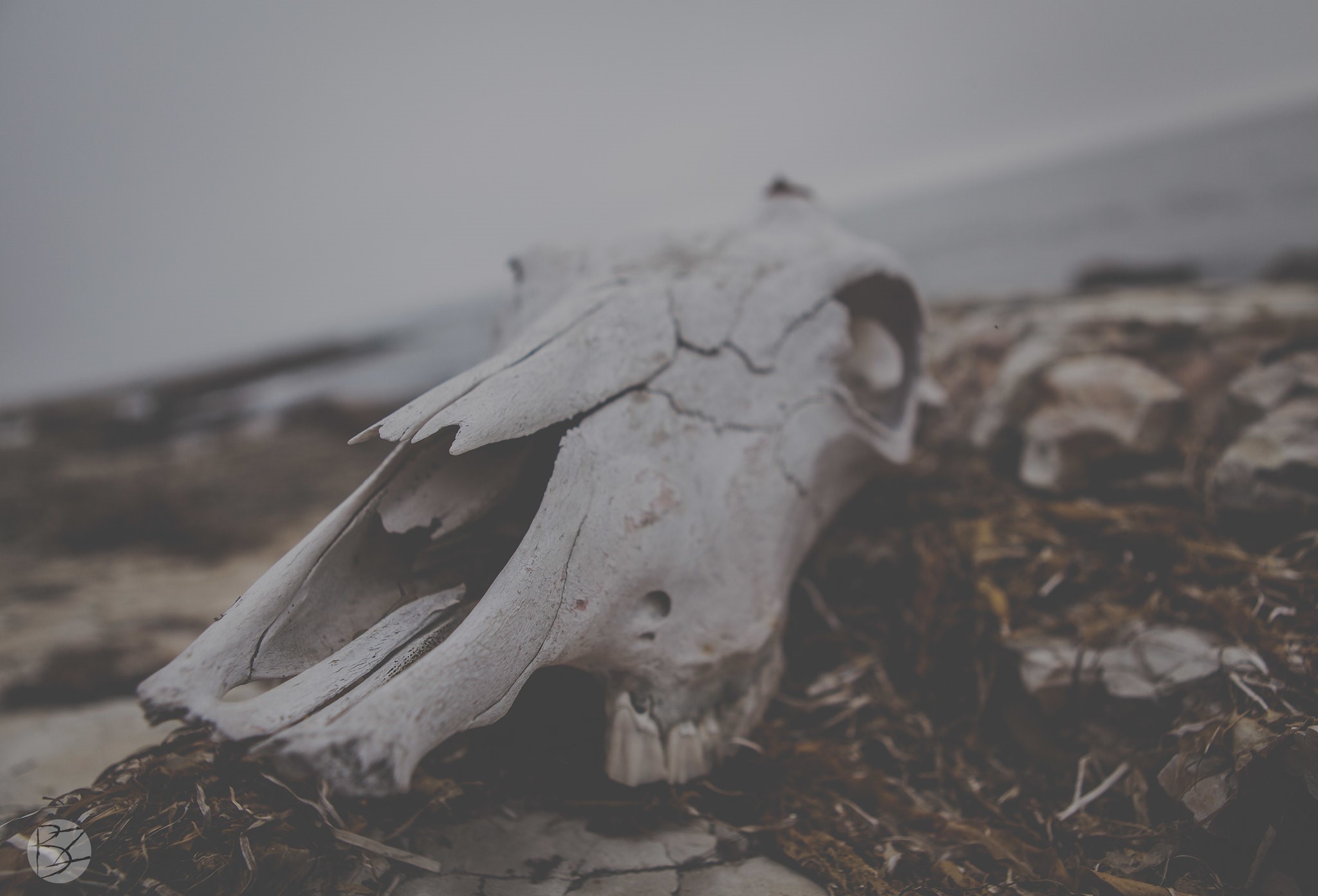 Skull in Badlands HD Wallpaper