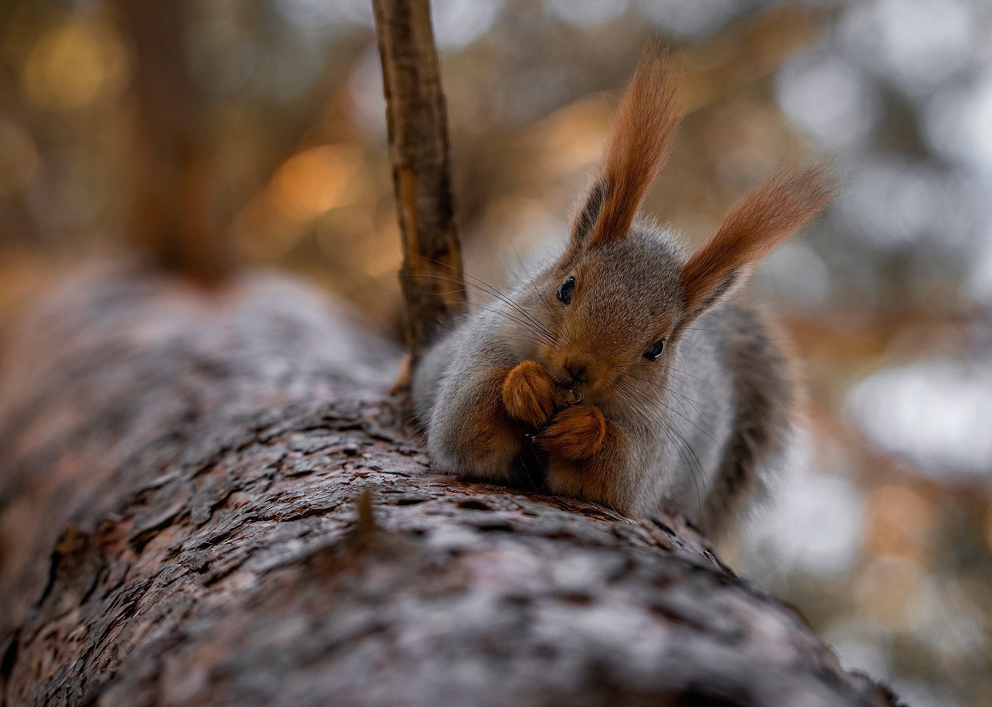 Squirrel eating on a tree branch HD Wallpaper