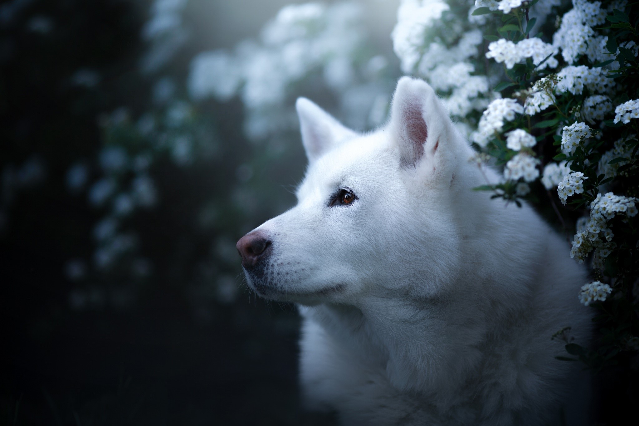 White dog with brown eyes near white flowers HD Wallpaper