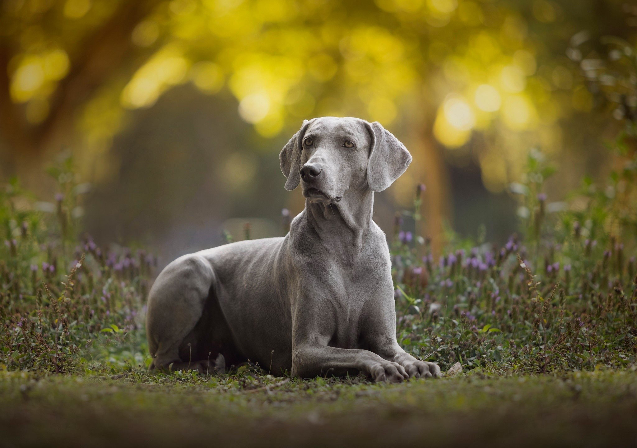 Weimaraner dog lying in a field of flowers HD Wallpaper