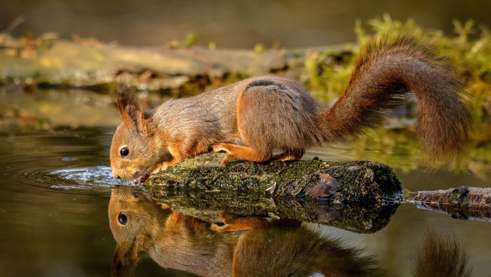 Red squirrel drinking water from a log reflection HD Wallpaper