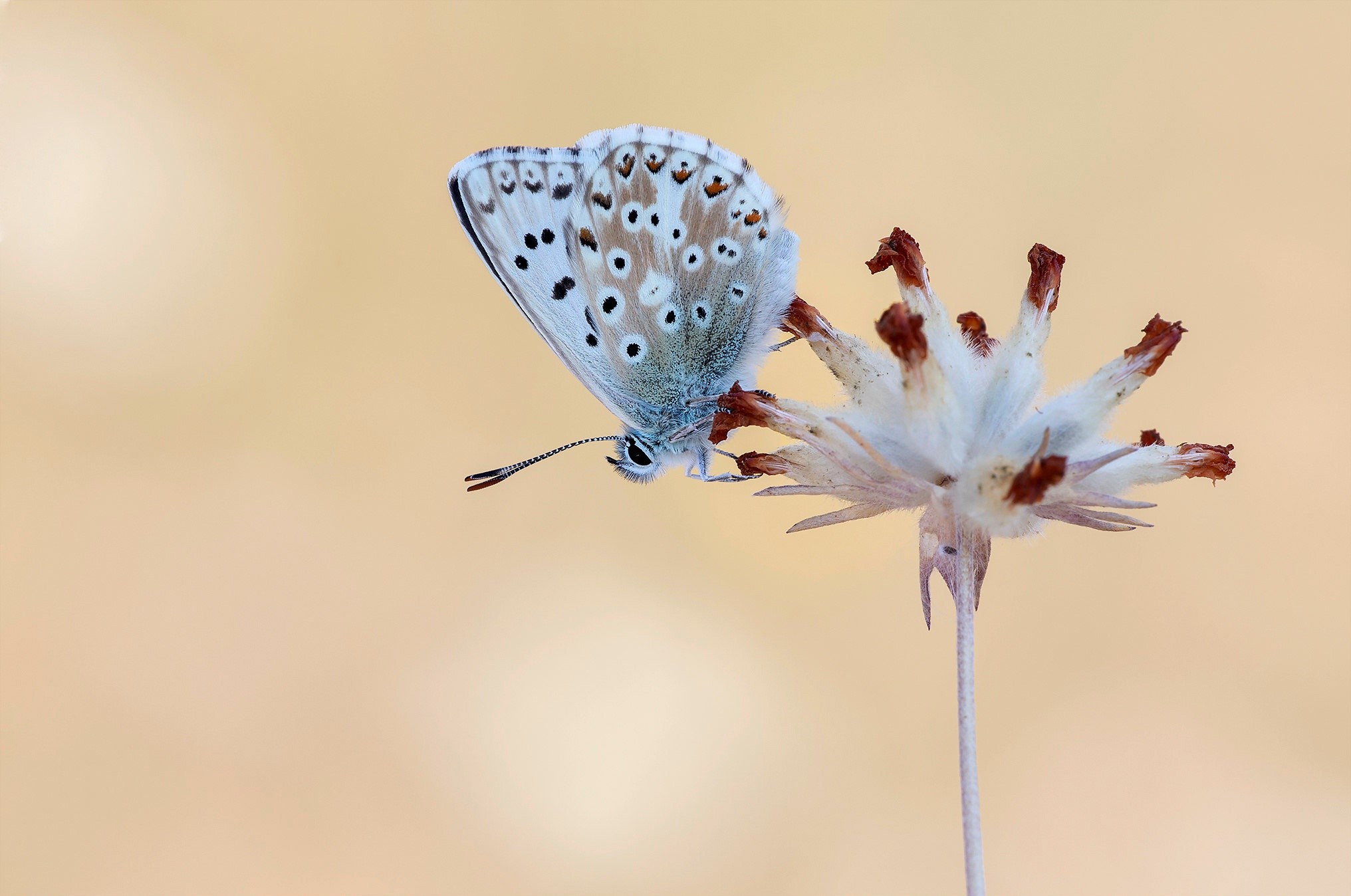 Blue butterfly on a dry flower HD Wallpaper