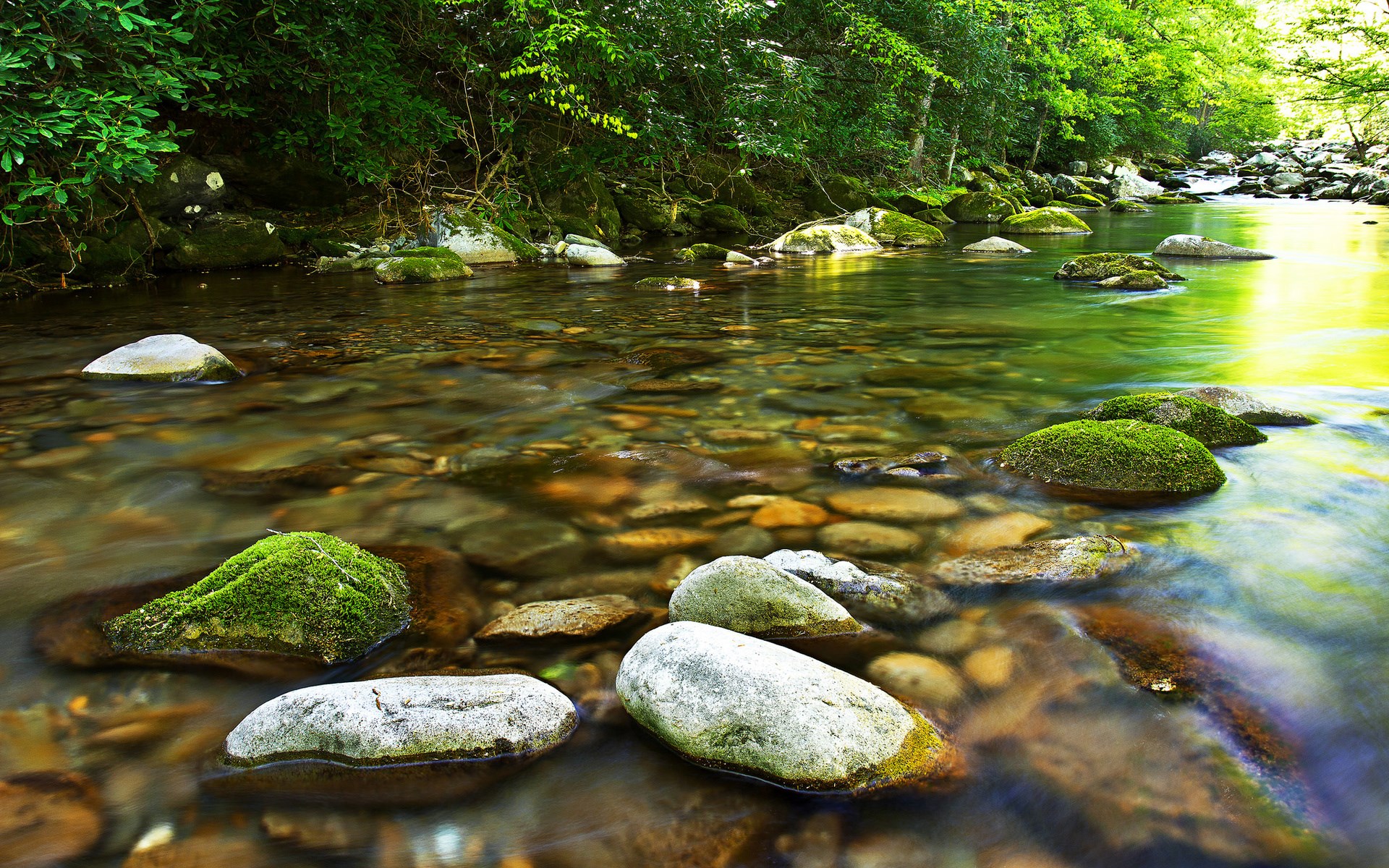 A clear stream flows over rocks in a forest HD Wallpaper