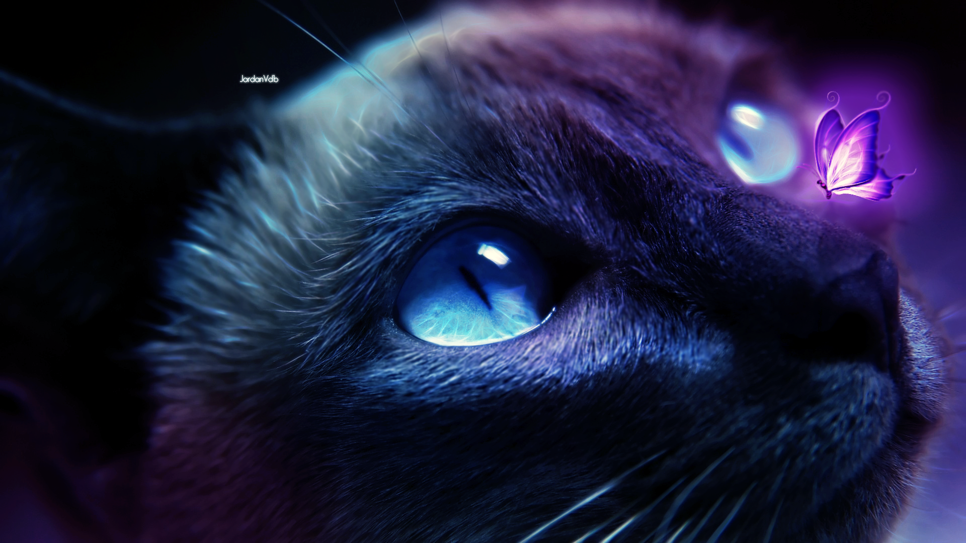Close-up of a Siamese cat's face with a butterfly HD Wallpaper