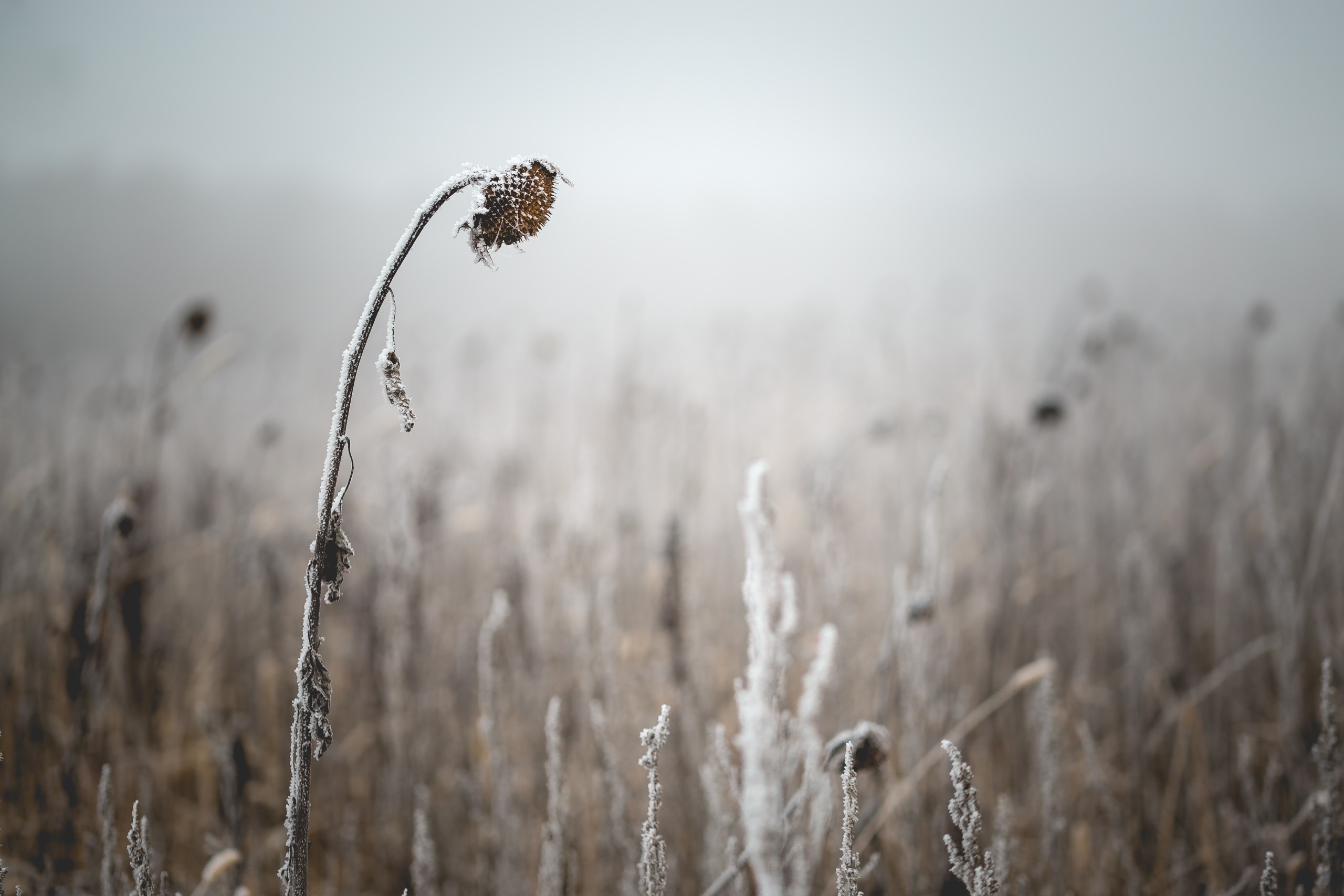 Frost covered dead sunflower in a field HD Wallpaper