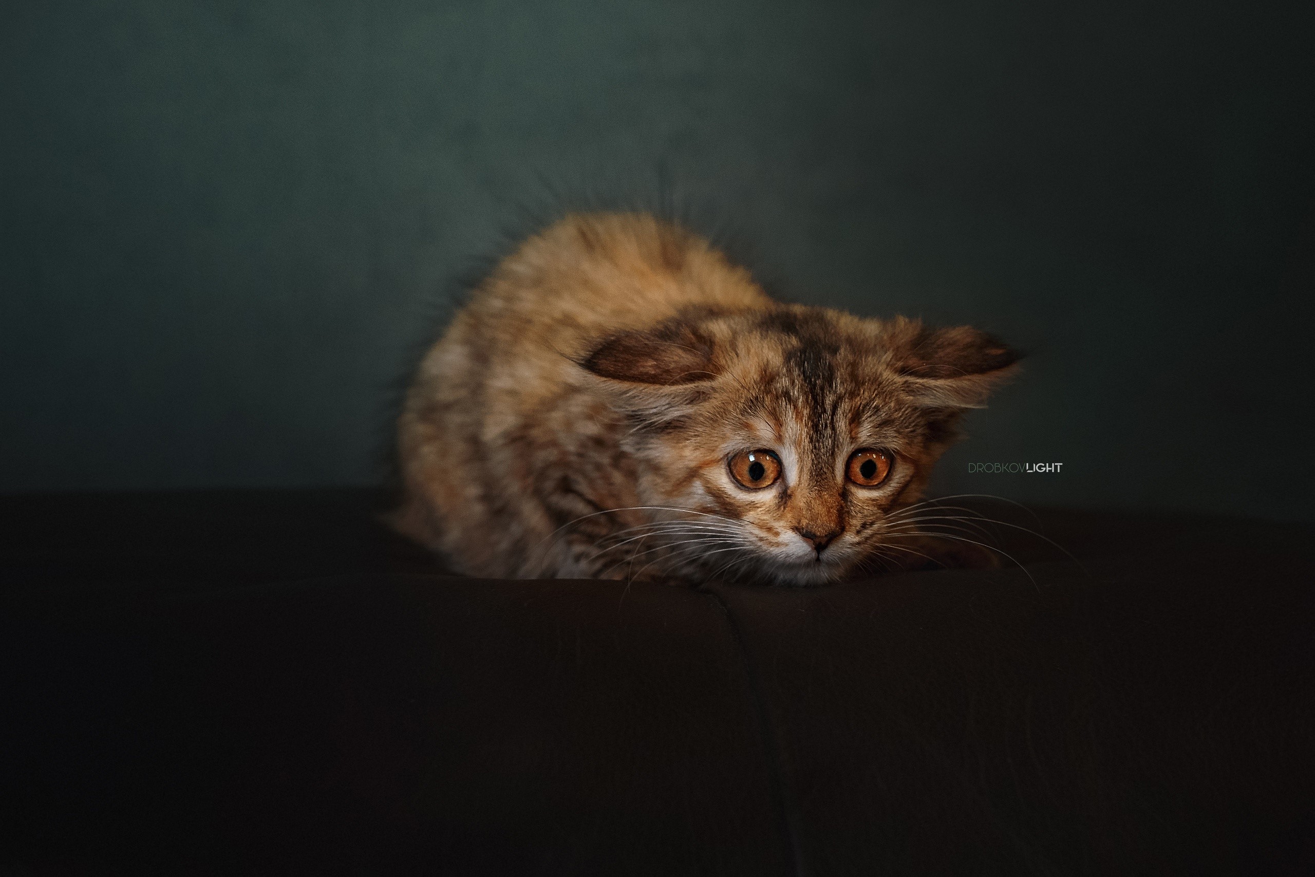 Kitten by Alexander Drobkov HD Wallpaper