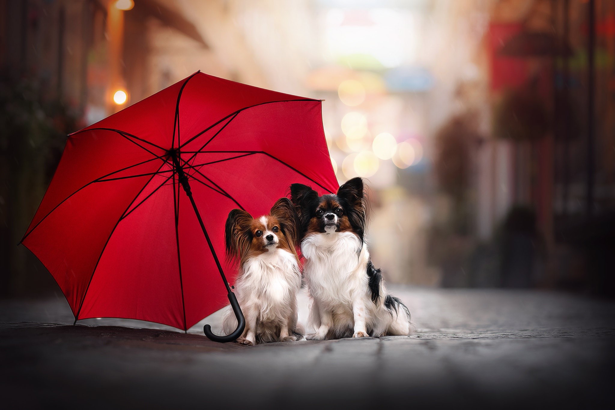 Two Papillon dogs under a red umbrella HD Wallpaper