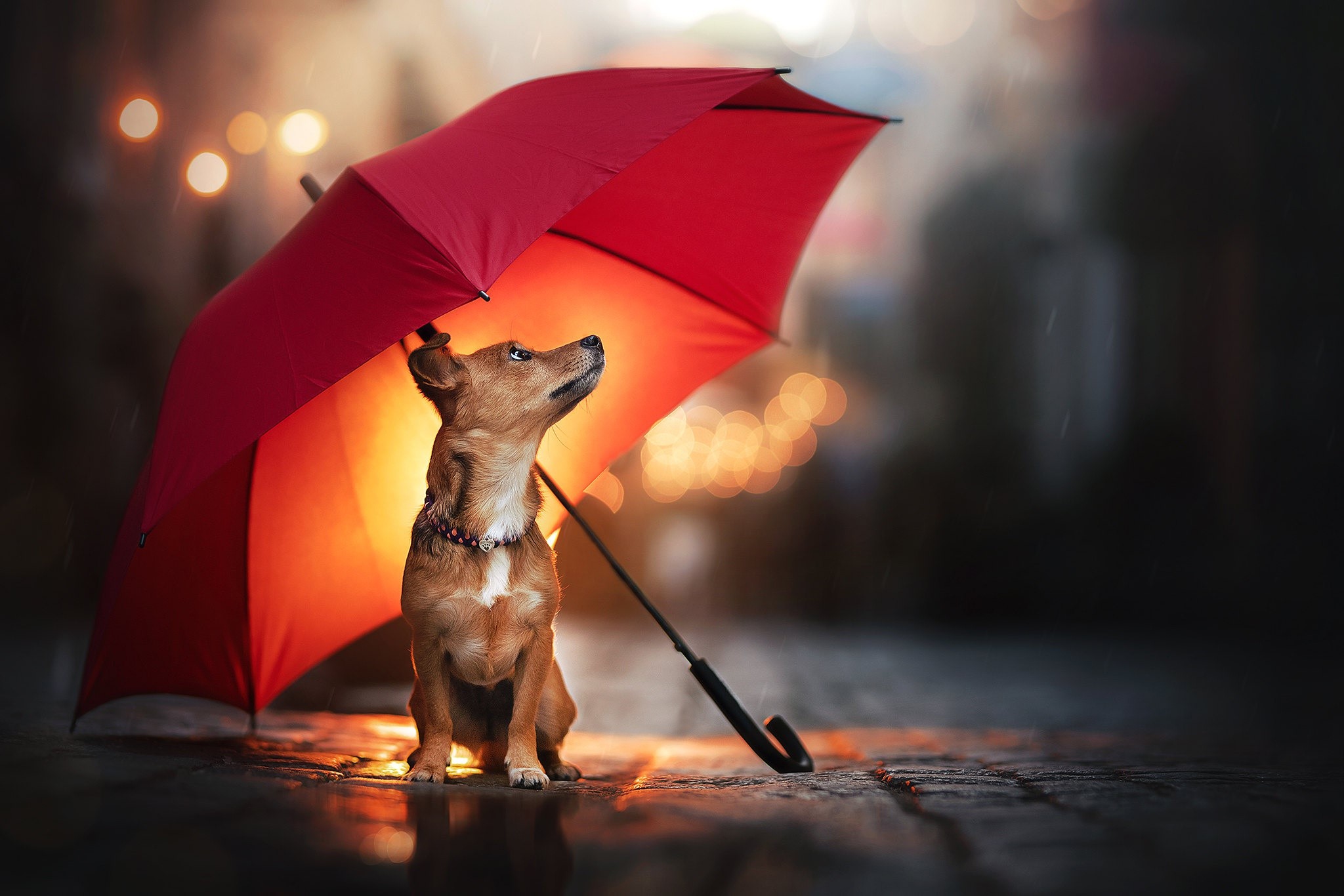 Dog under a red umbrella in the rain HD Wallpaper