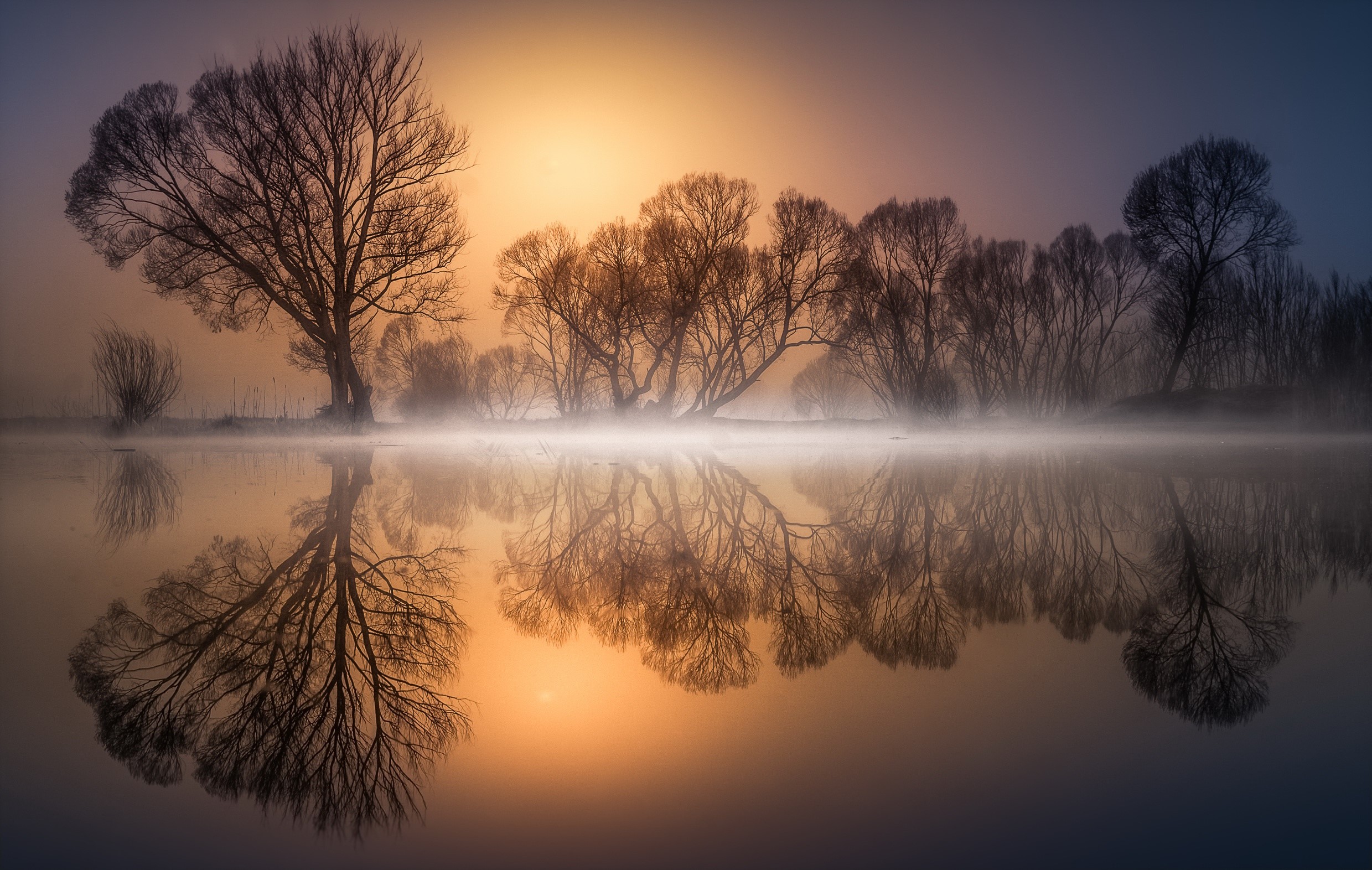 Bare trees reflected in misty water at sunrise HD Wallpaper