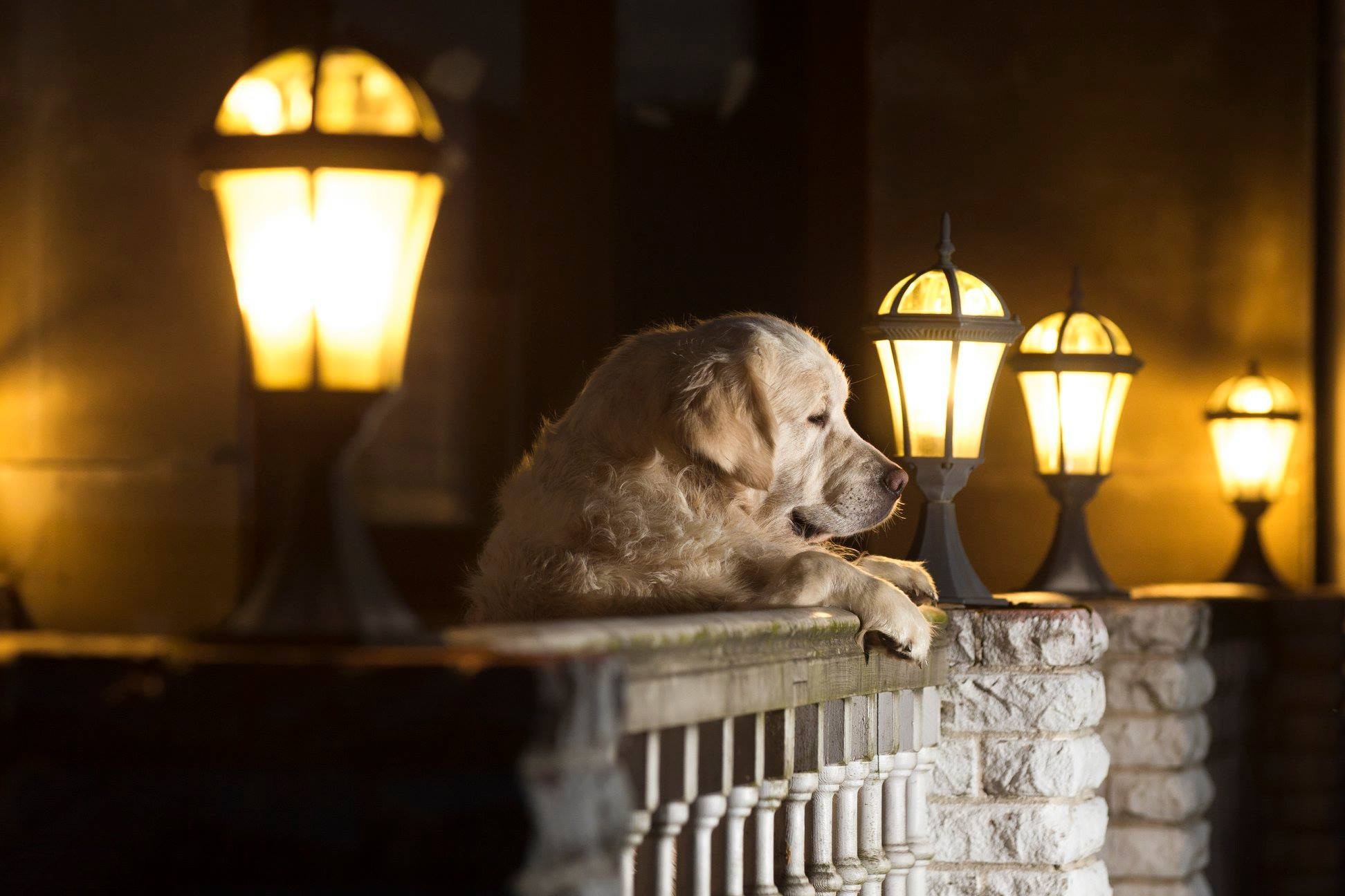 Golden Retriever dog on a porch at night HD Wallpaper