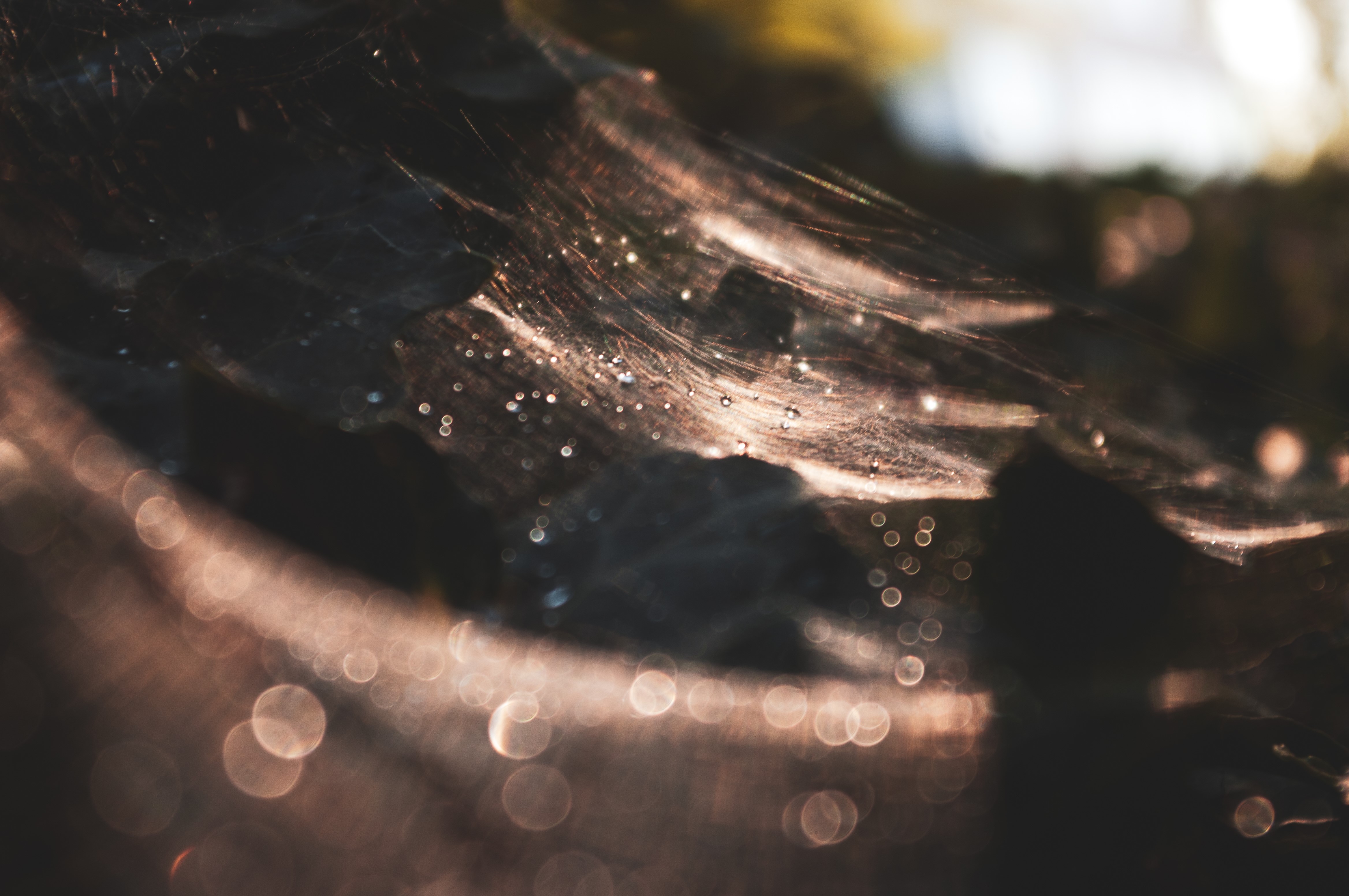 Spider web with water drops and bokeh HD Wallpaper