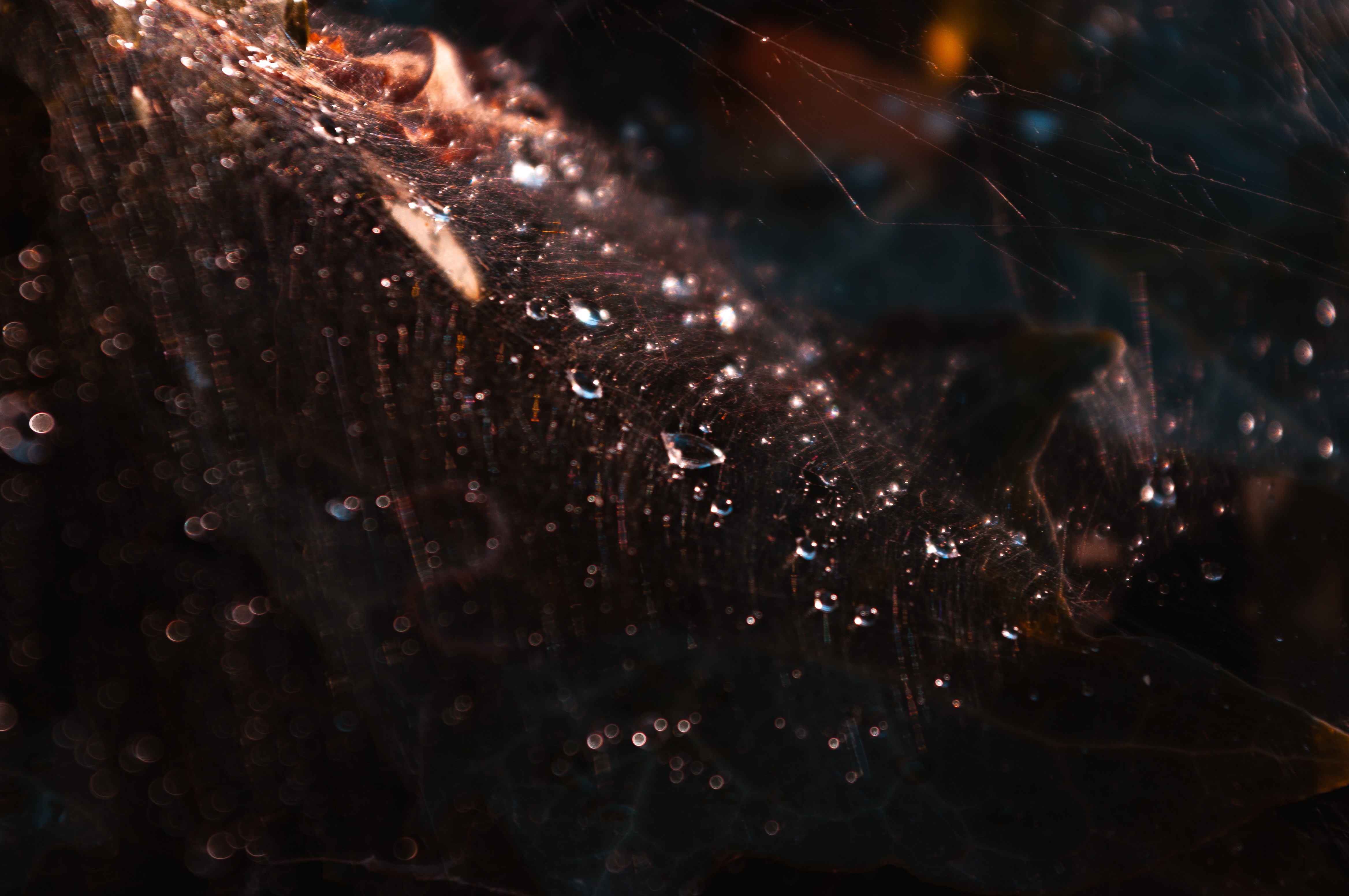 Spider web with water drops and leaves HD Wallpaper