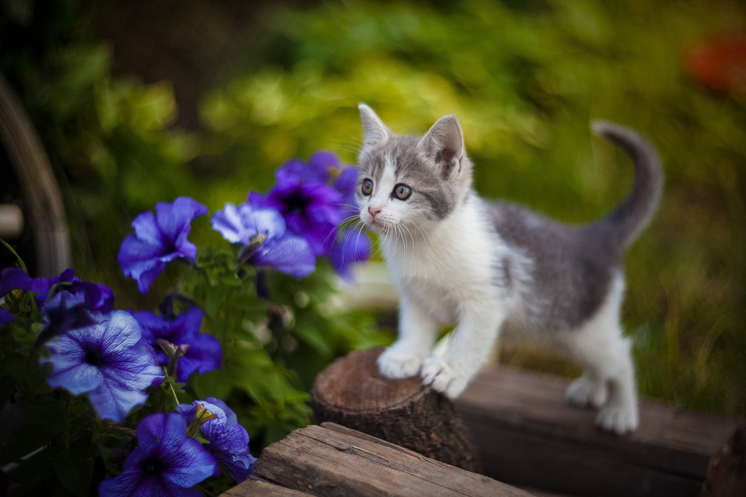 Kitten standing on a log near purple flowers HD Wallpaper