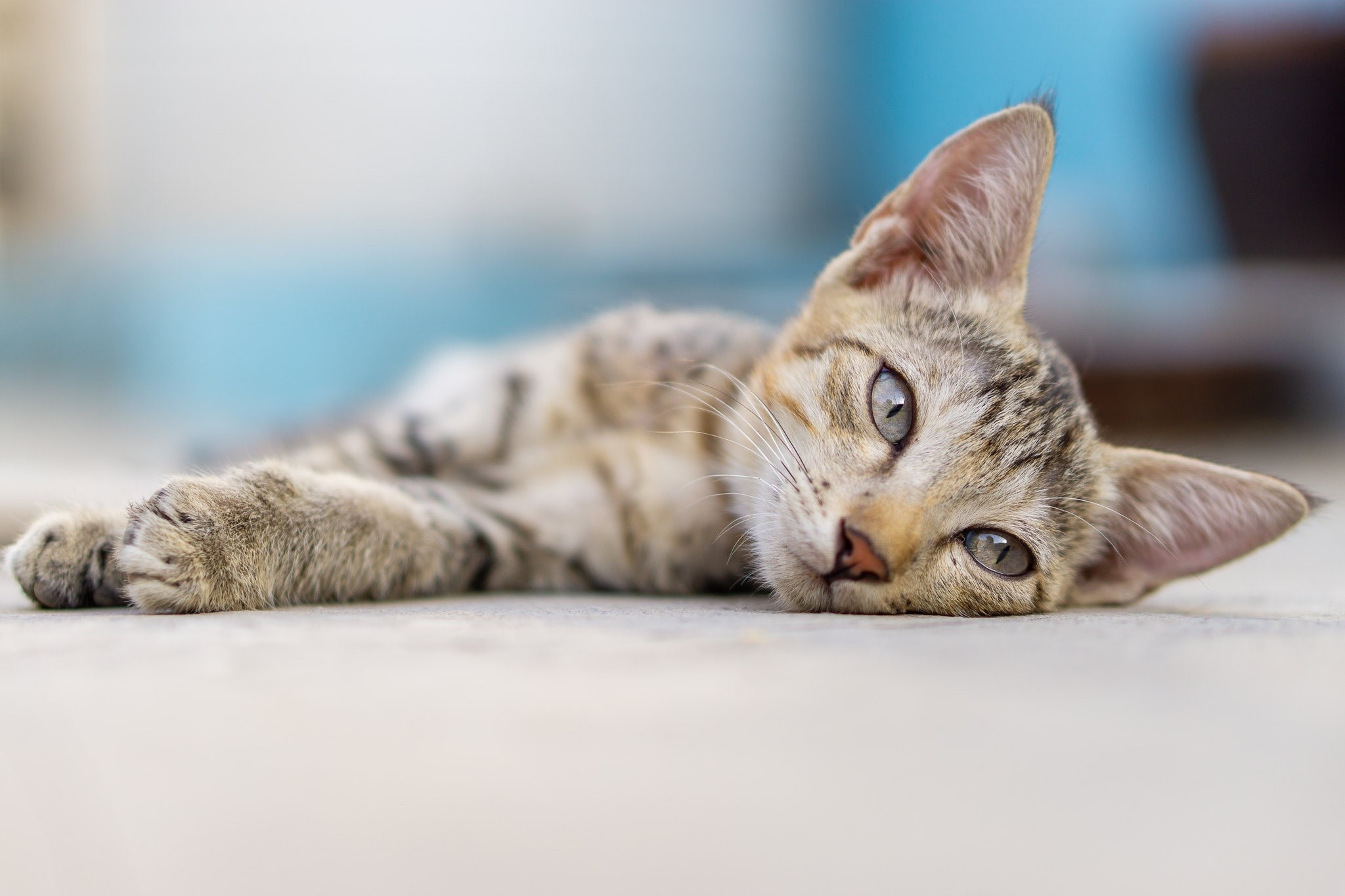 A tabby kitten lying on the ground HD Wallpaper