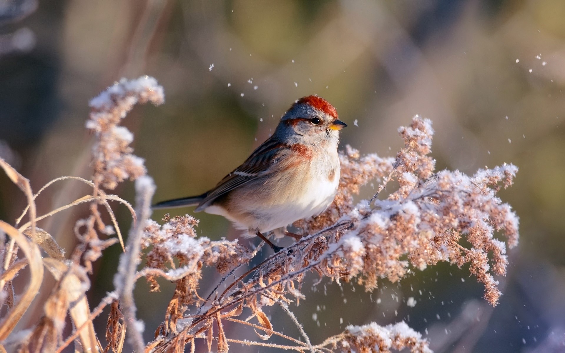 American Tree Sparrow perched on frosted branches HD Wallpaper