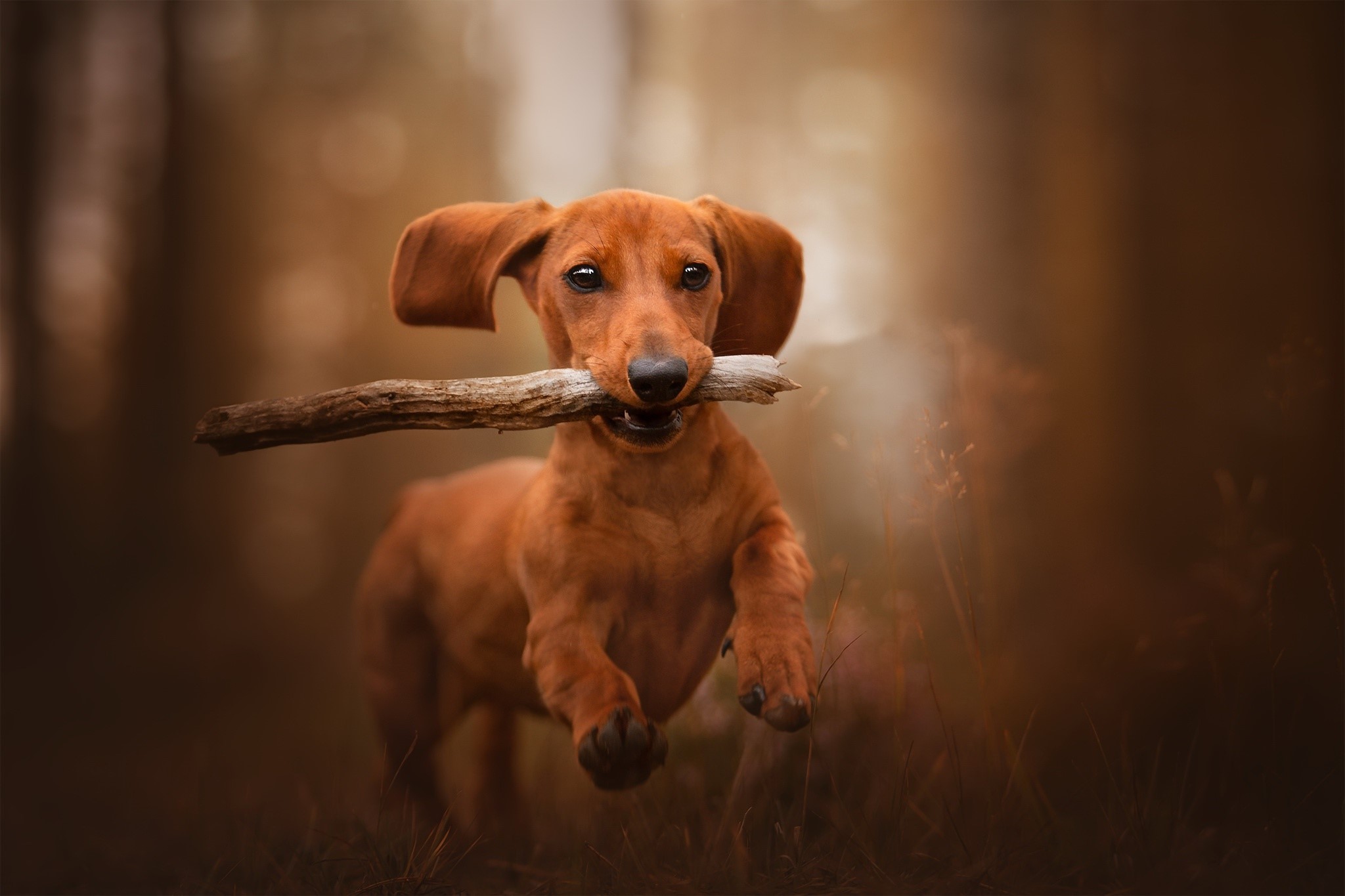 Brown Dachshund puppy running with a stick HD Wallpaper