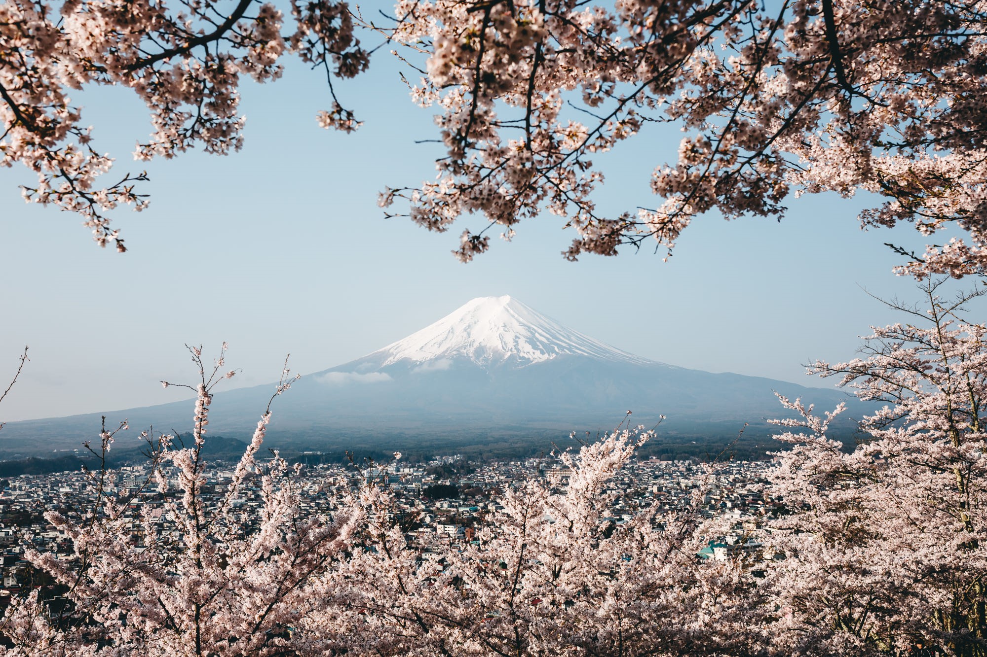 Mount Fuji with Cherry Blossoms in Japan HD Wallpaper