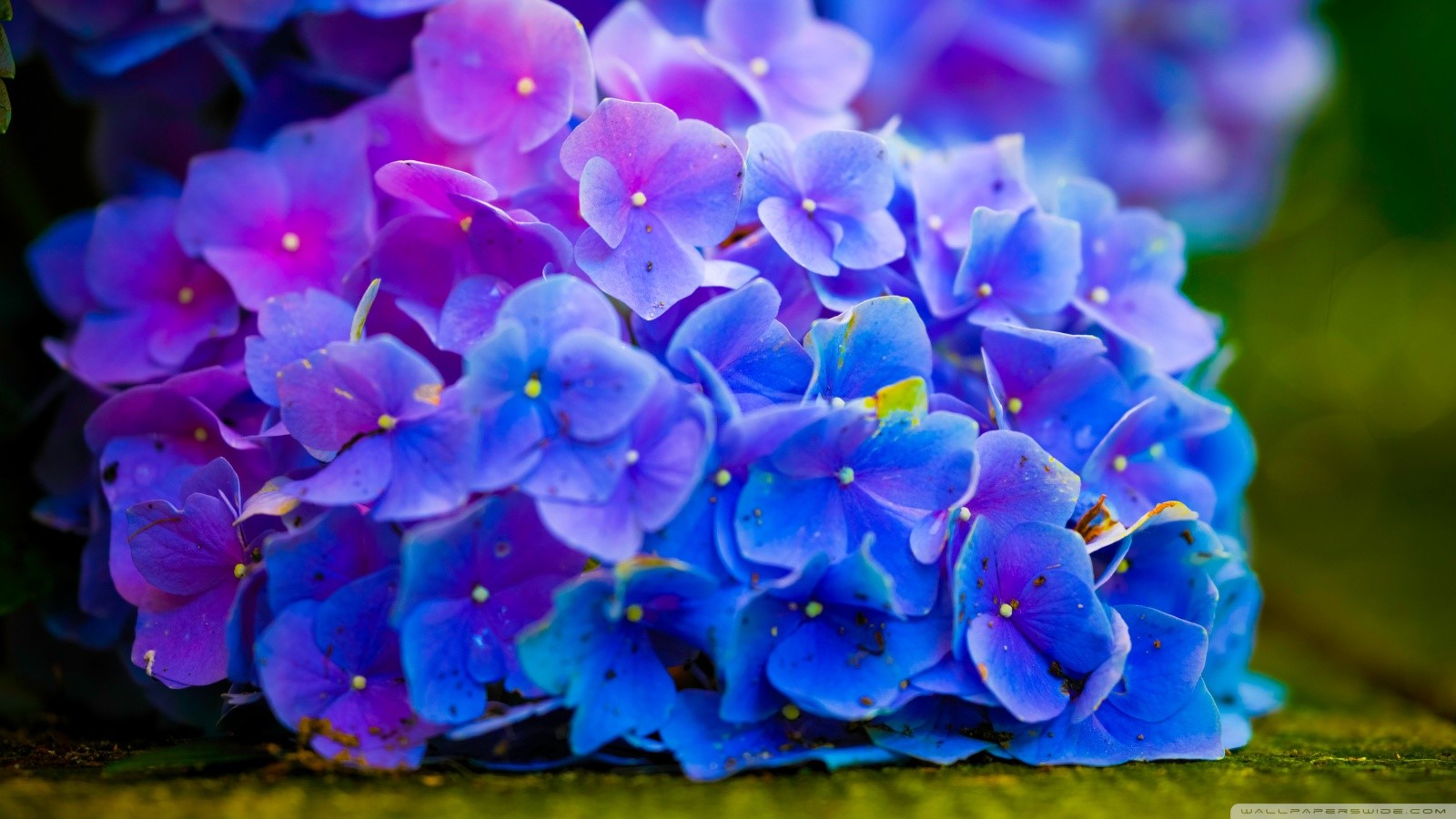 Close-up of blue and purple hydrangeas HD Wallpaper