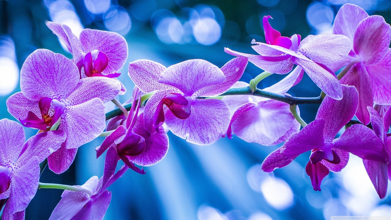 Purple orchids with blue bokeh background HD Wallpaper