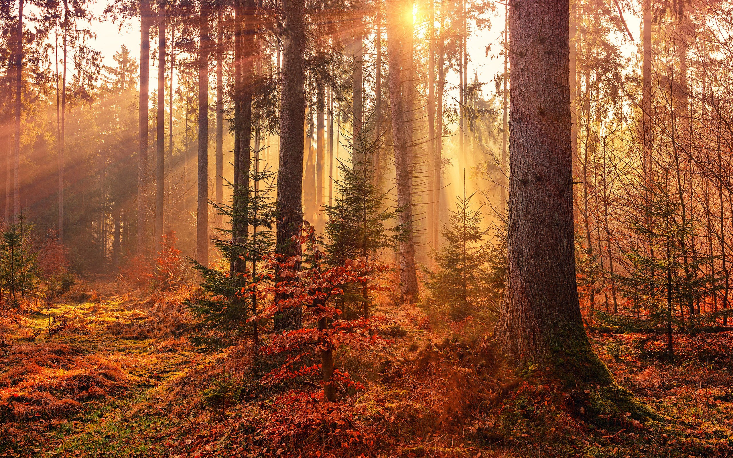 Sunbeams in an autumn forest HD Wallpaper