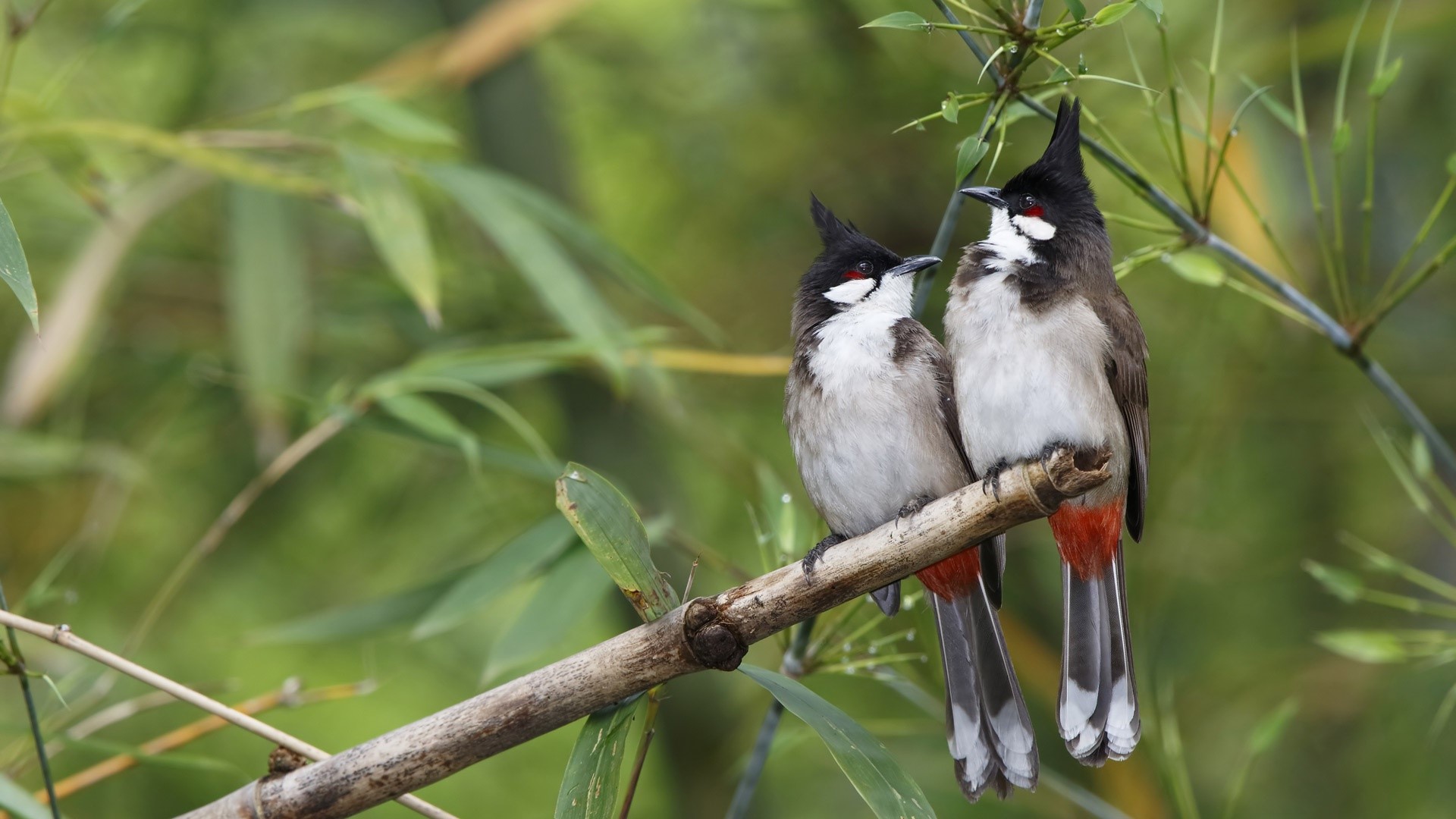 Two Red-whiskered Bulbuls perched on a bamboo branch HD Wallpaper