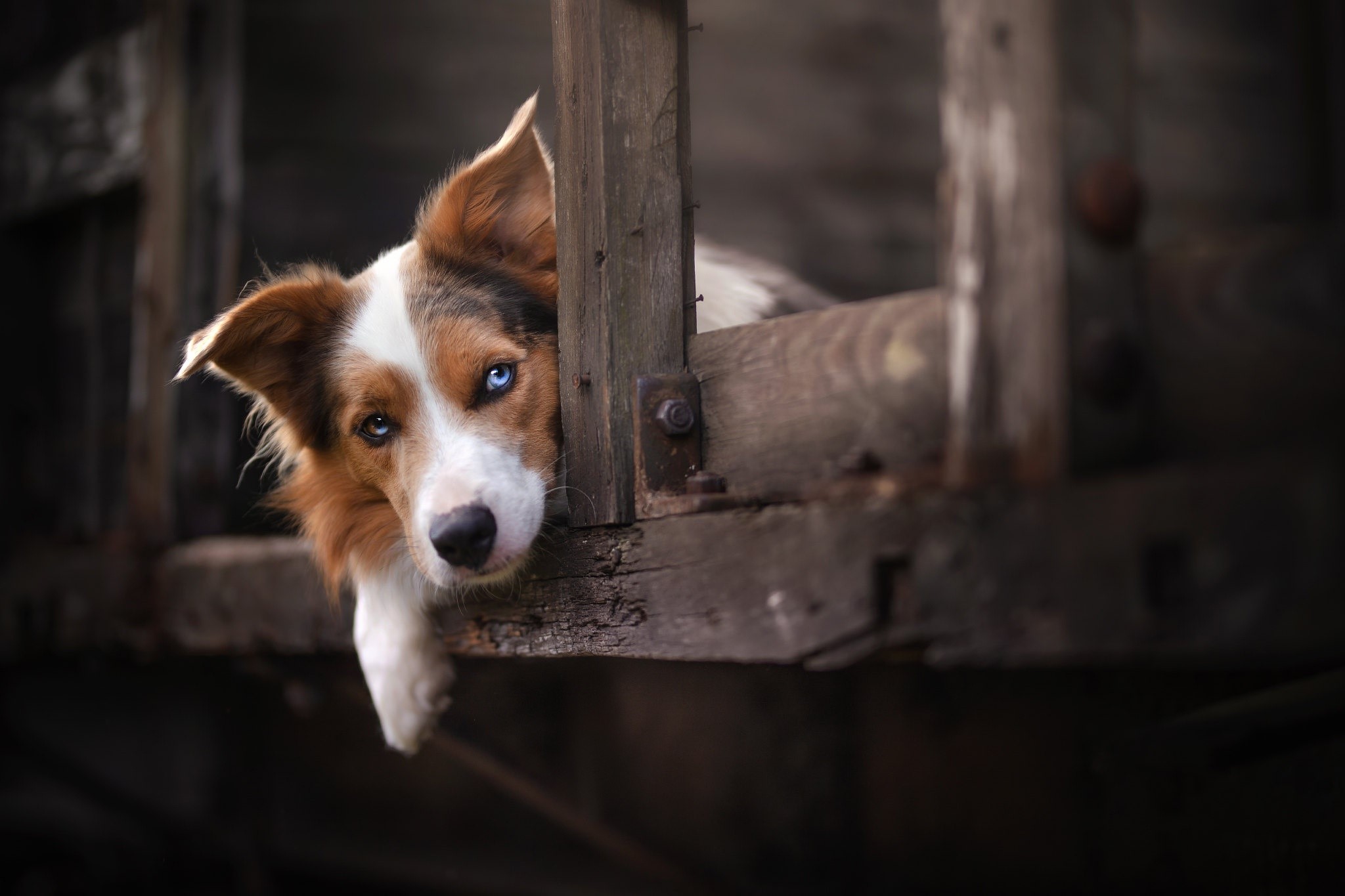 Dog with heterochromia peeking through wooden structure HD Wallpaper