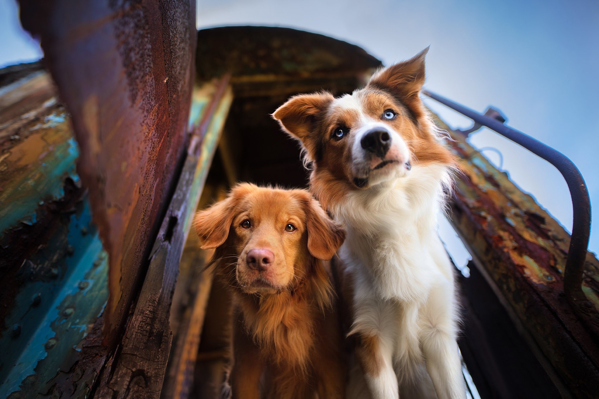 Two dogs in a rusty train car HD Wallpaper