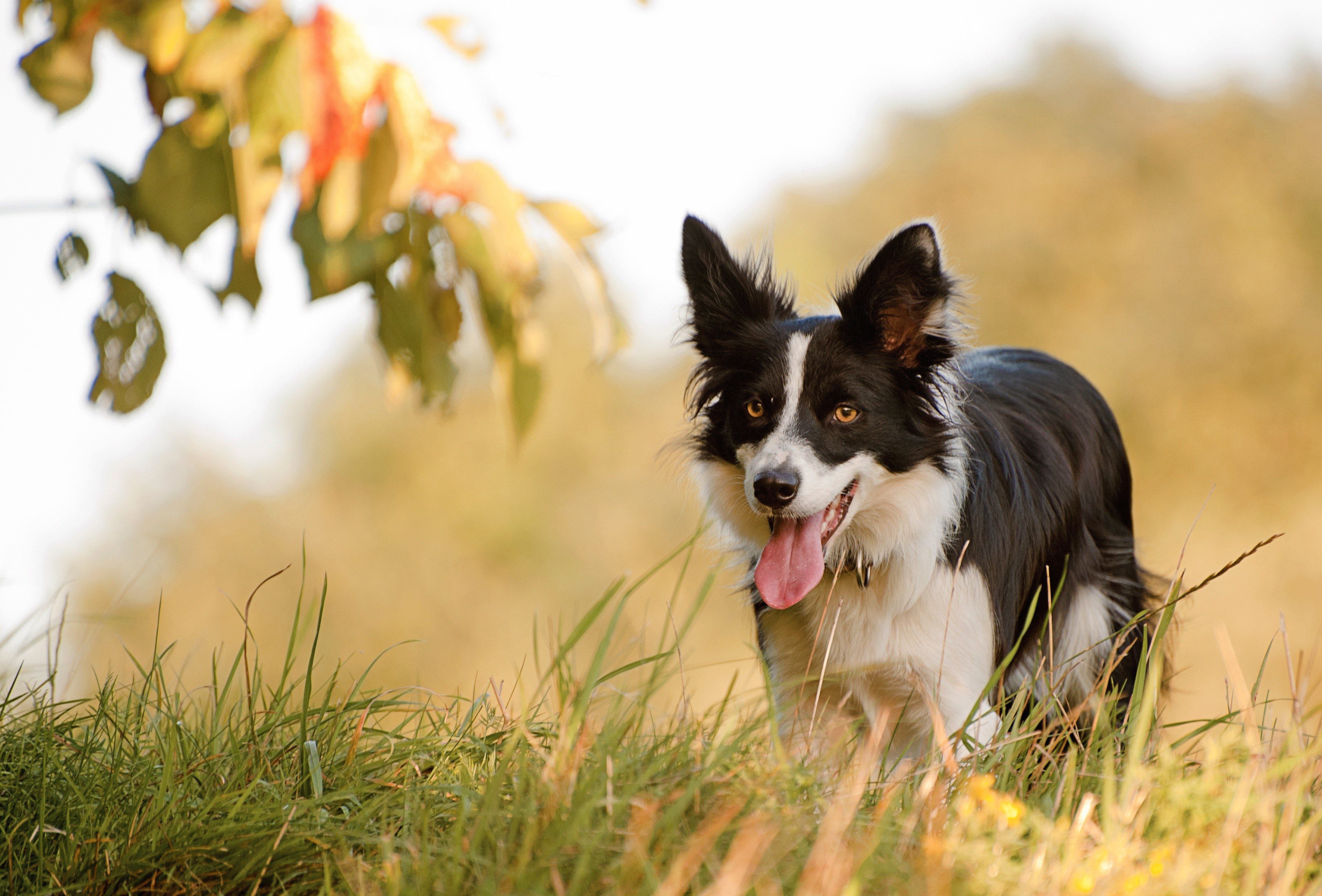 Border Collie dog with tongue out in grass HD Wallpaper
