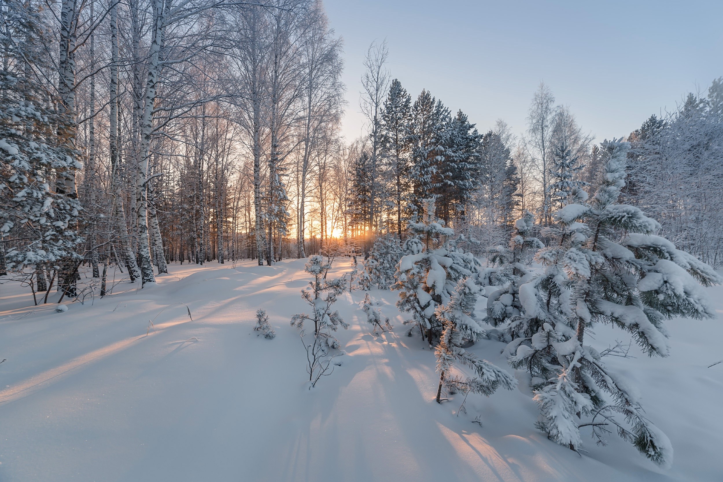 Winter forest with snow-covered trees at sunset HD Wallpaper