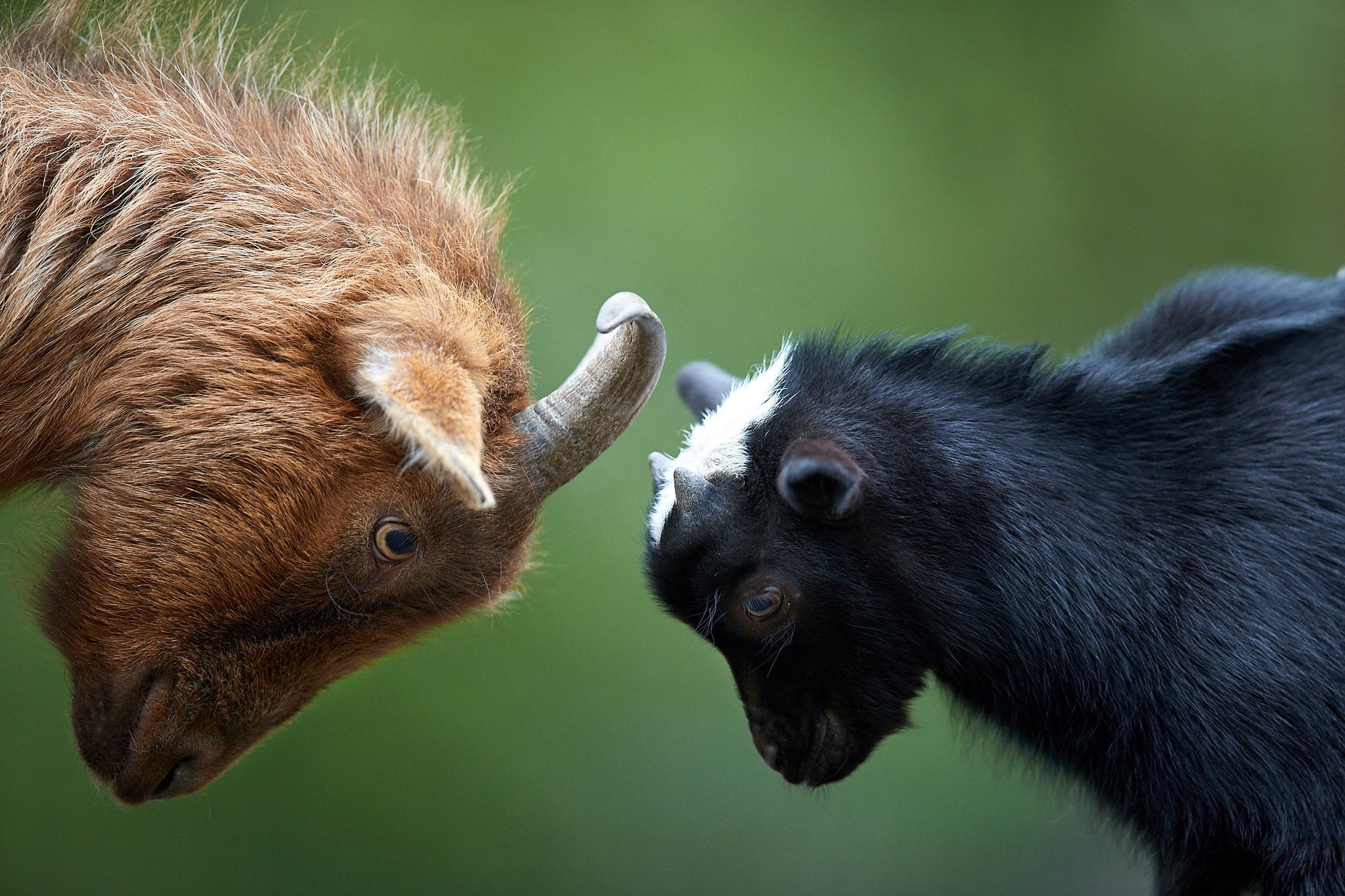Two goats facing each other with horns HD Wallpaper