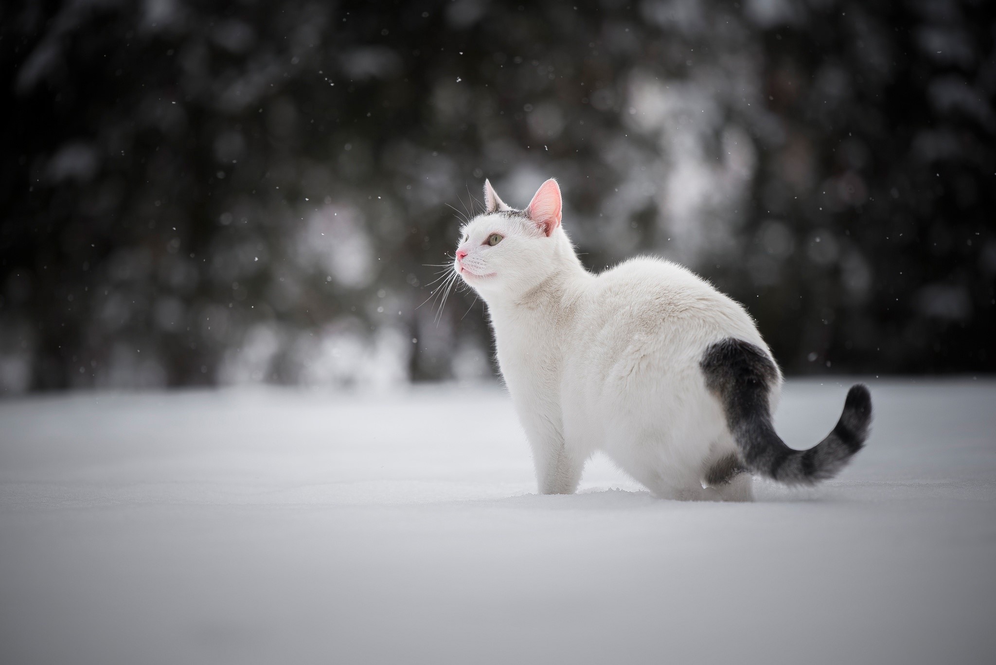 White cat with grey tail in the snow HD Wallpaper