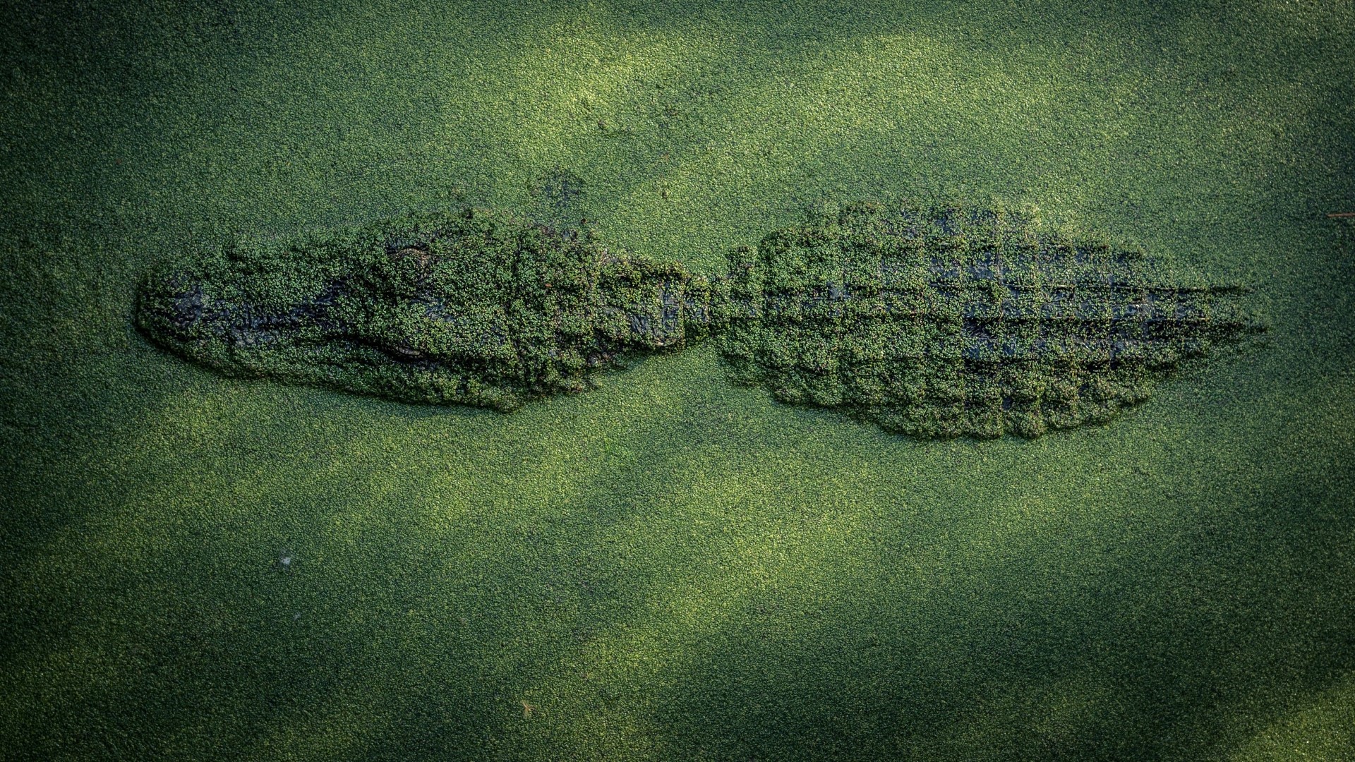 Crocodile camouflaged in green water HD Wallpaper