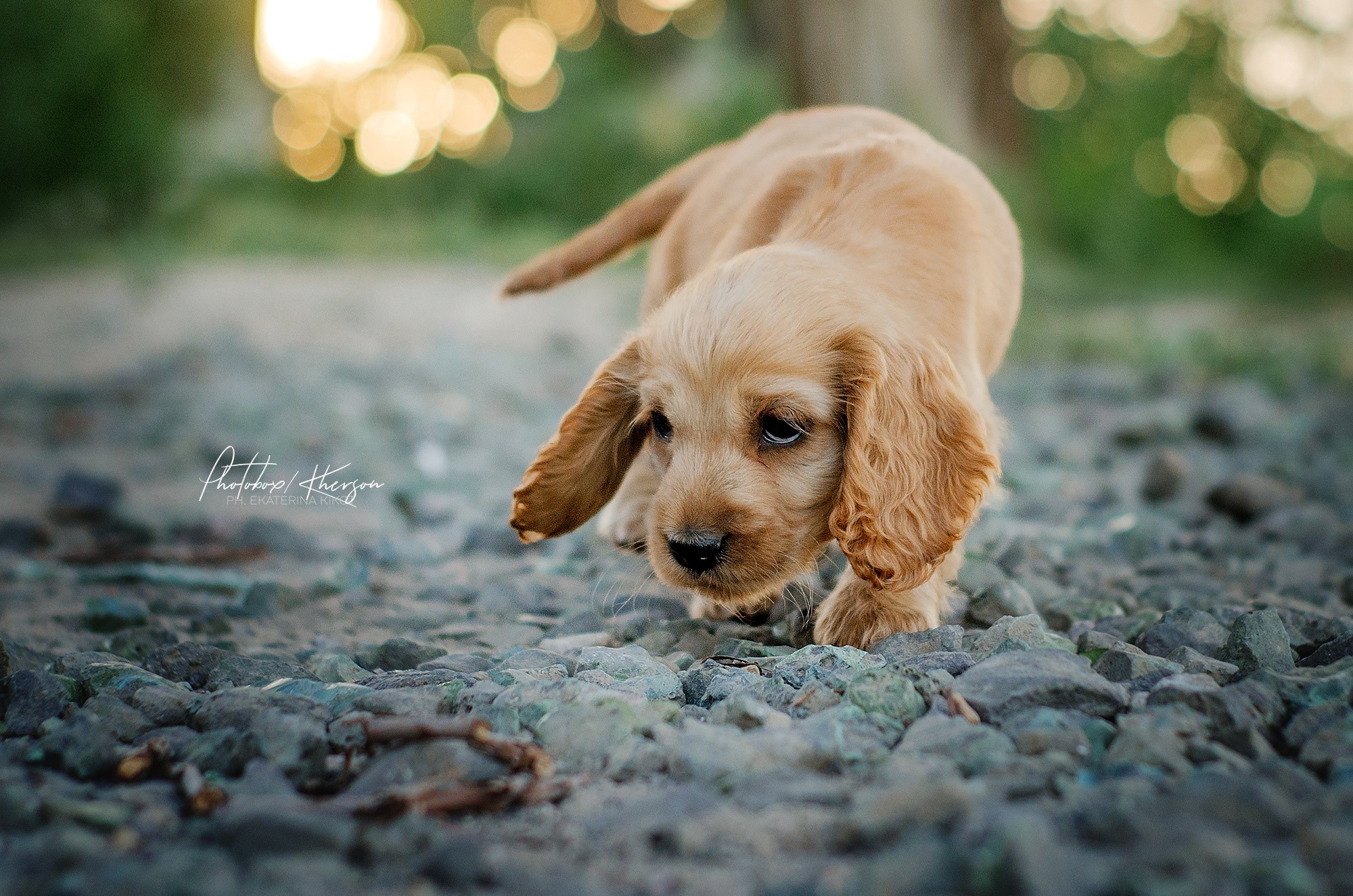 Golden Cocker Spaniel puppy on rocky ground HD Wallpaper