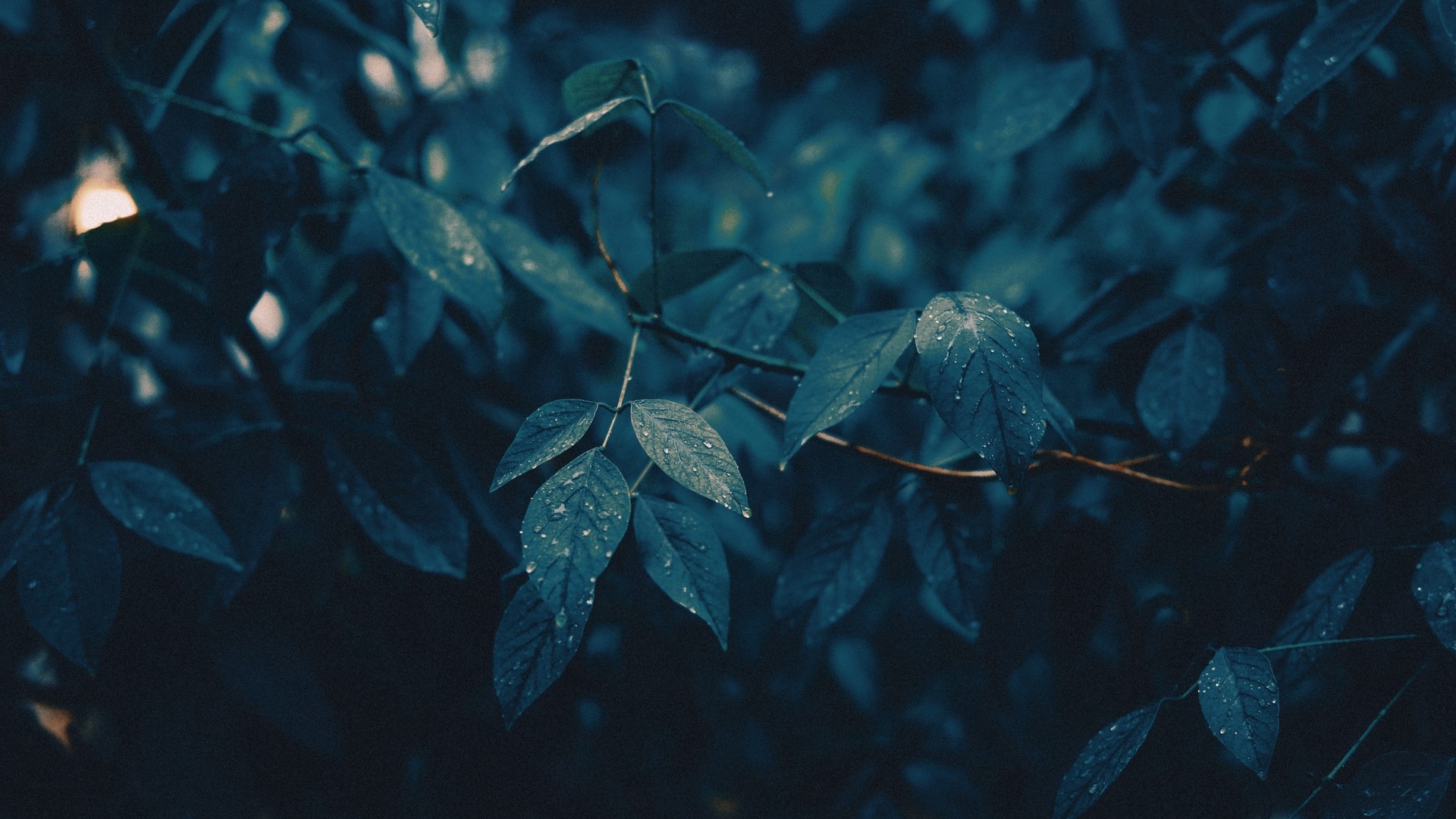 Close-up of wet leaves on a branch HD Wallpaper