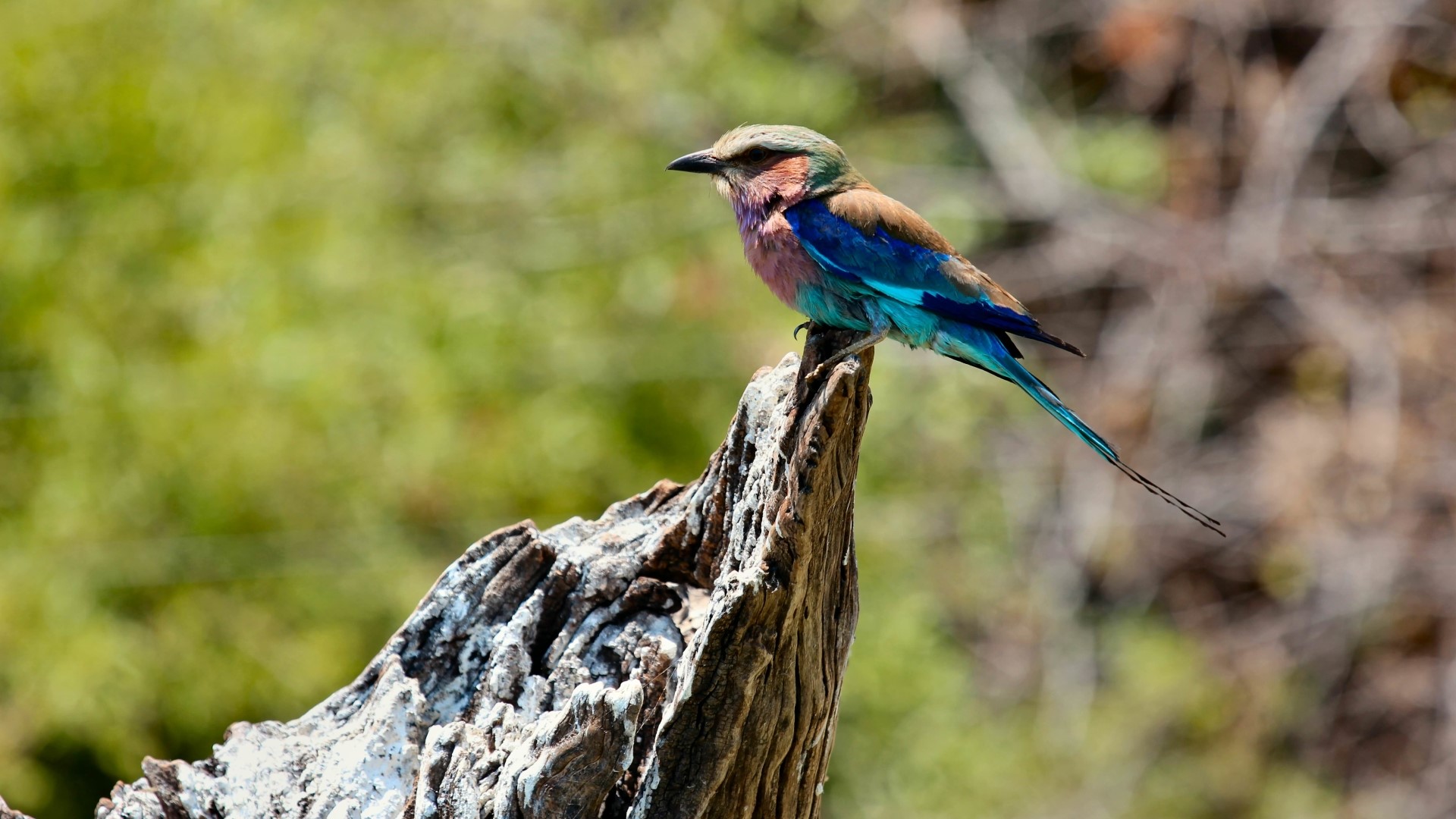 Lilac-breasted roller bird perched on a dead tree stump HD Wallpaper