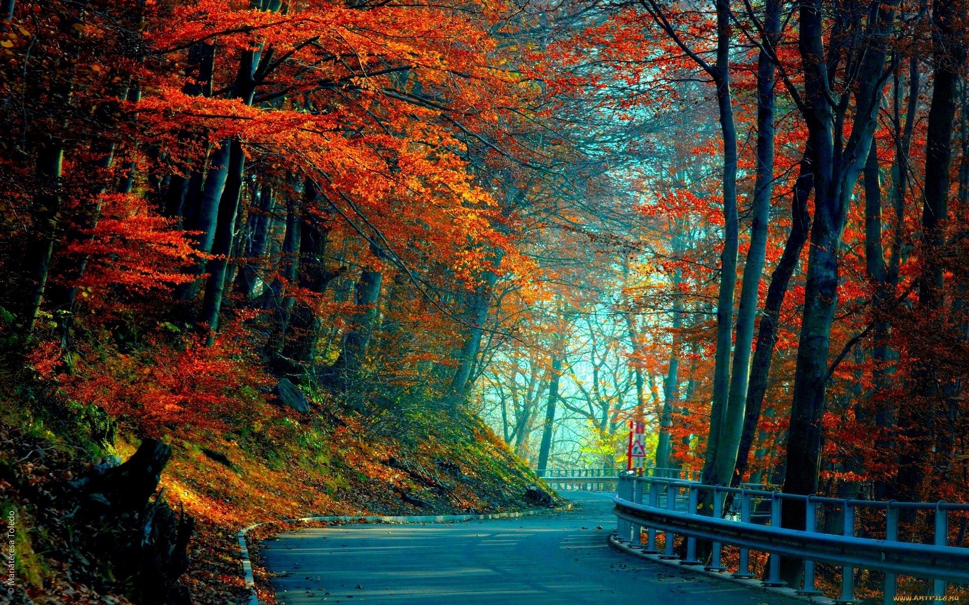 Road through a forest with red autumn leaves HD Wallpaper