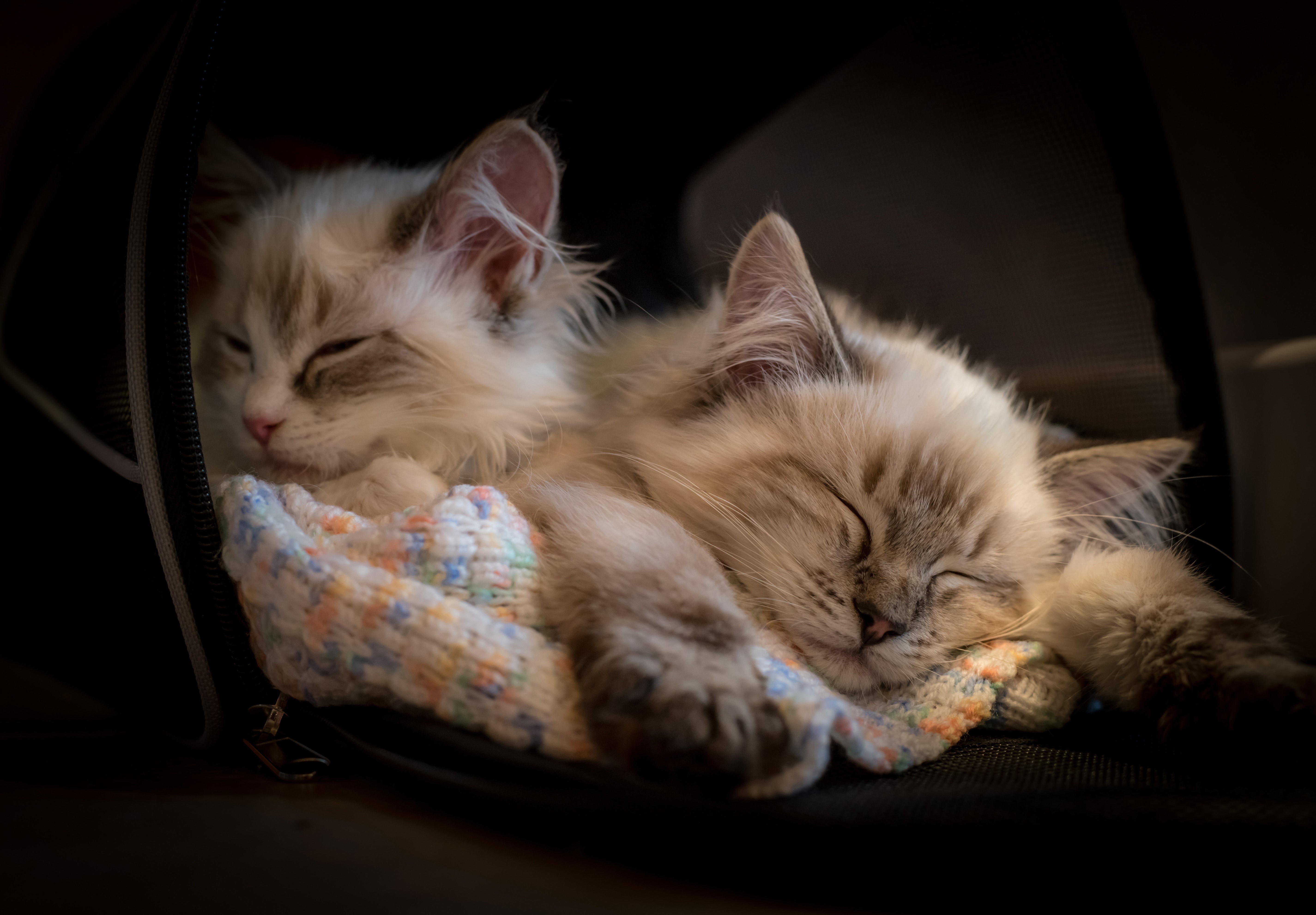 Two fluffy kittens sleeping on a blanket HD Wallpaper