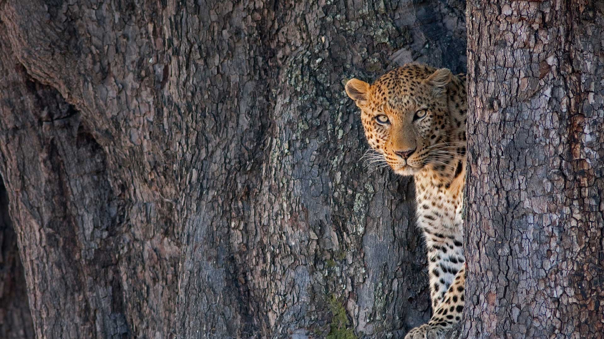 Leopard peeking from behind a tree trunk HD Wallpaper