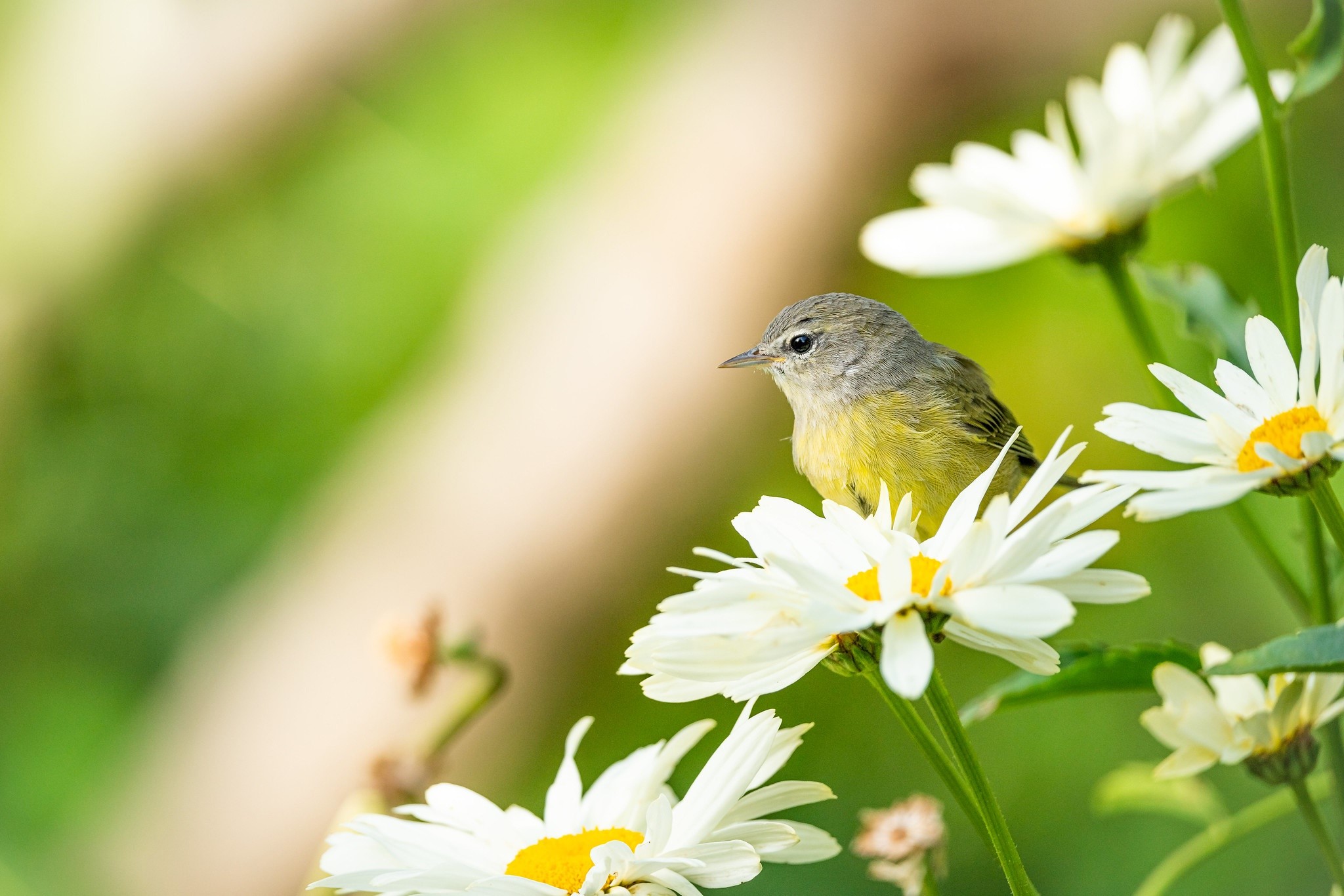 Small bird perched on white daisy flowers HD Wallpaper